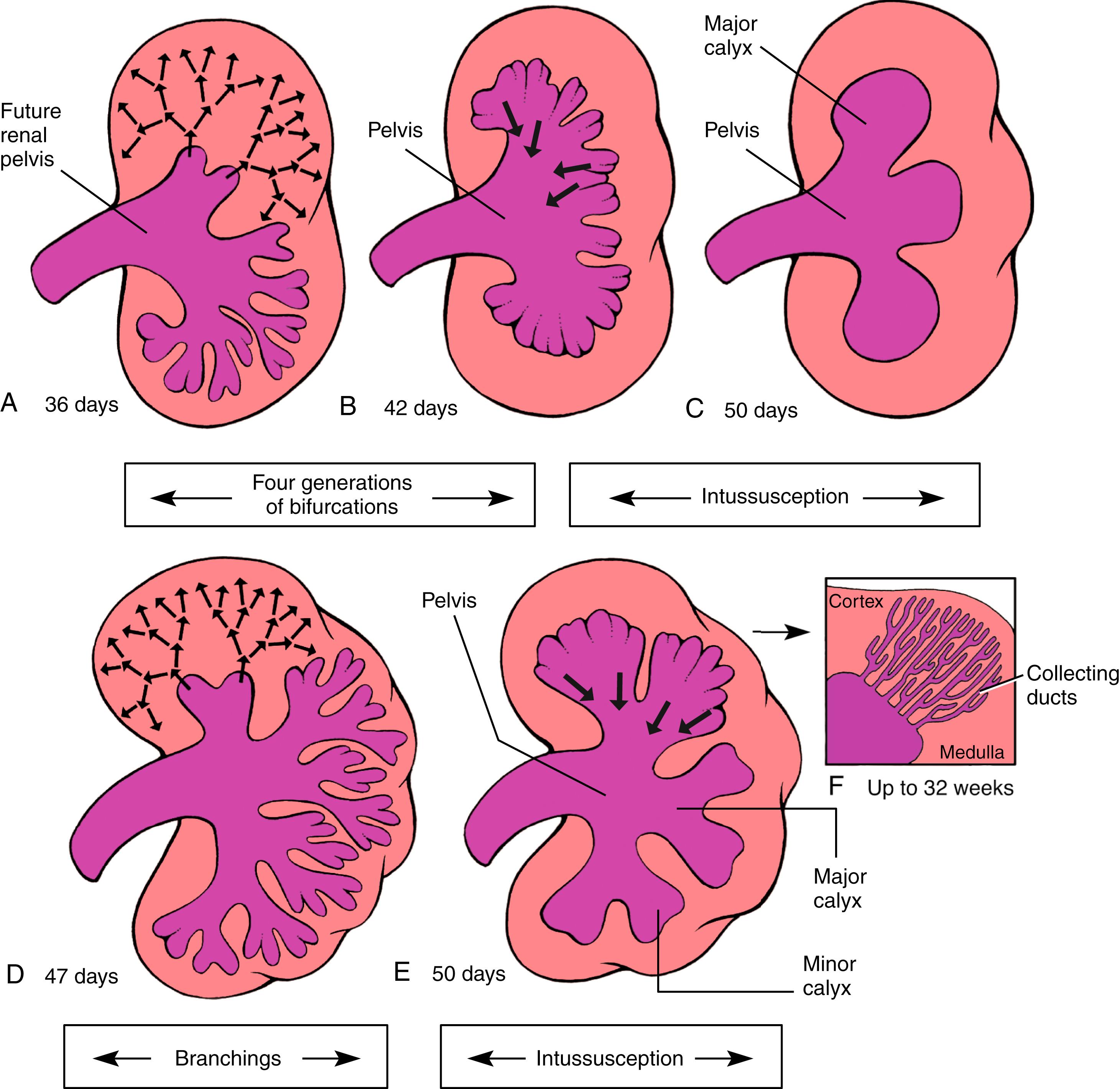 Fig. 15.6, Development of the Renal Pelvis and Calyces