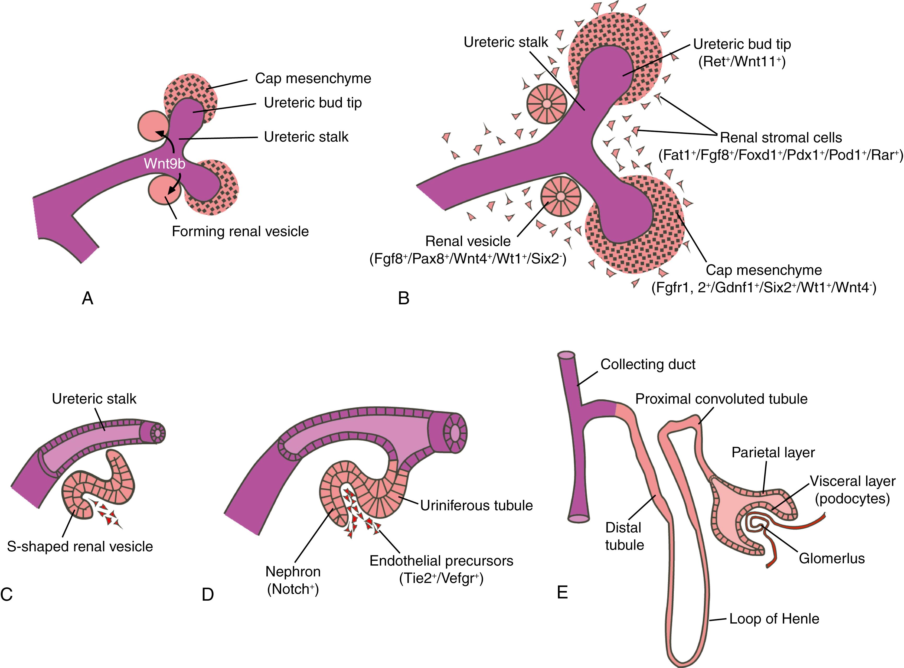 Fig. 15.7, Development of the Renal Vesicle and Nephrons