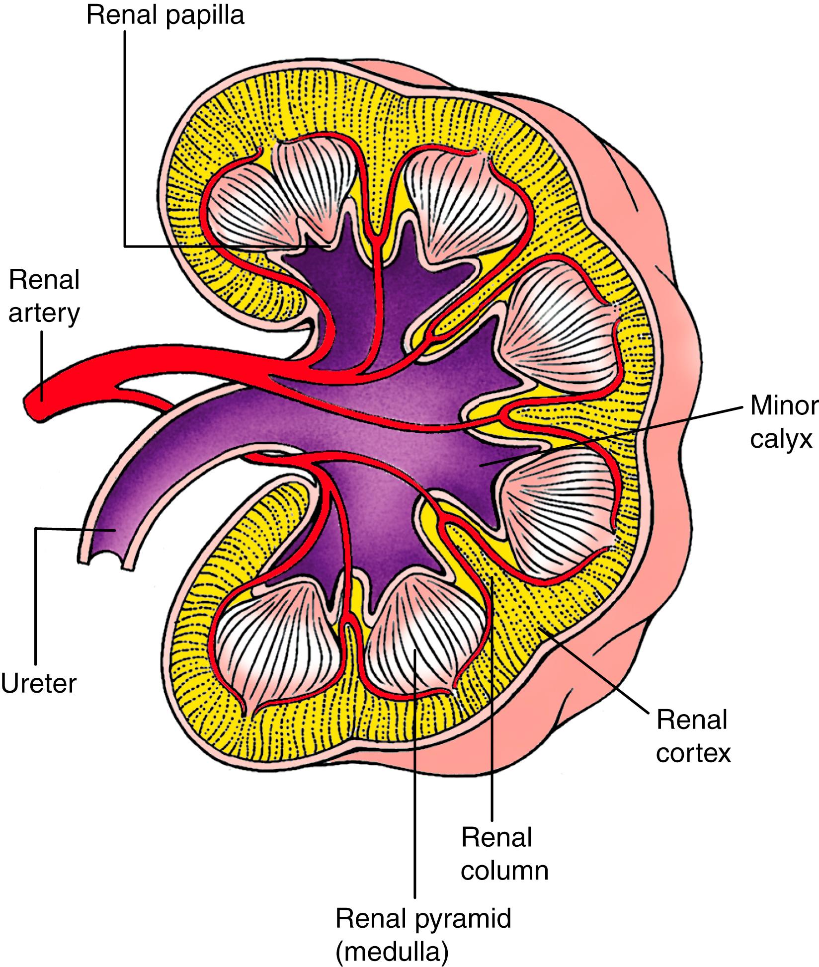 Fig. 15.8, The Definitive Renal Architecture of the Metanephros Is Apparent by the 10th Week