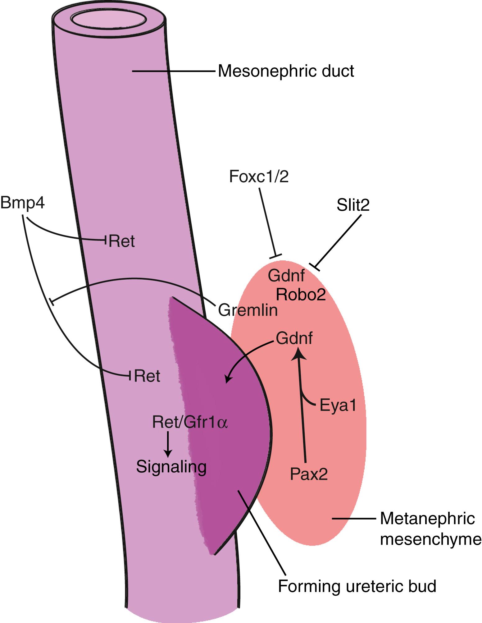 Fig. 15.9, Positioning of Ureteric Bud Formation Is Mediated by Ret Signaling