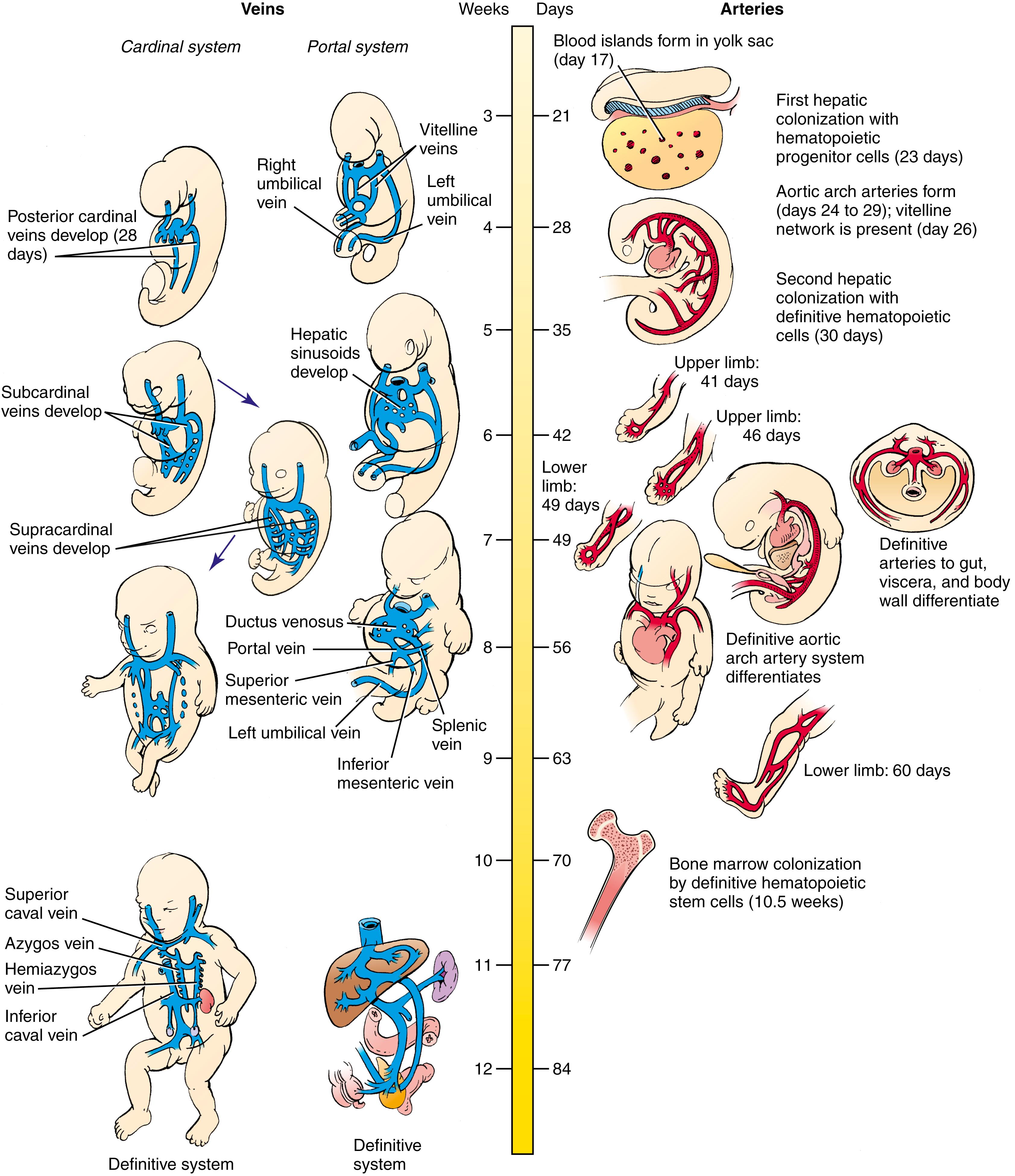 Timeline