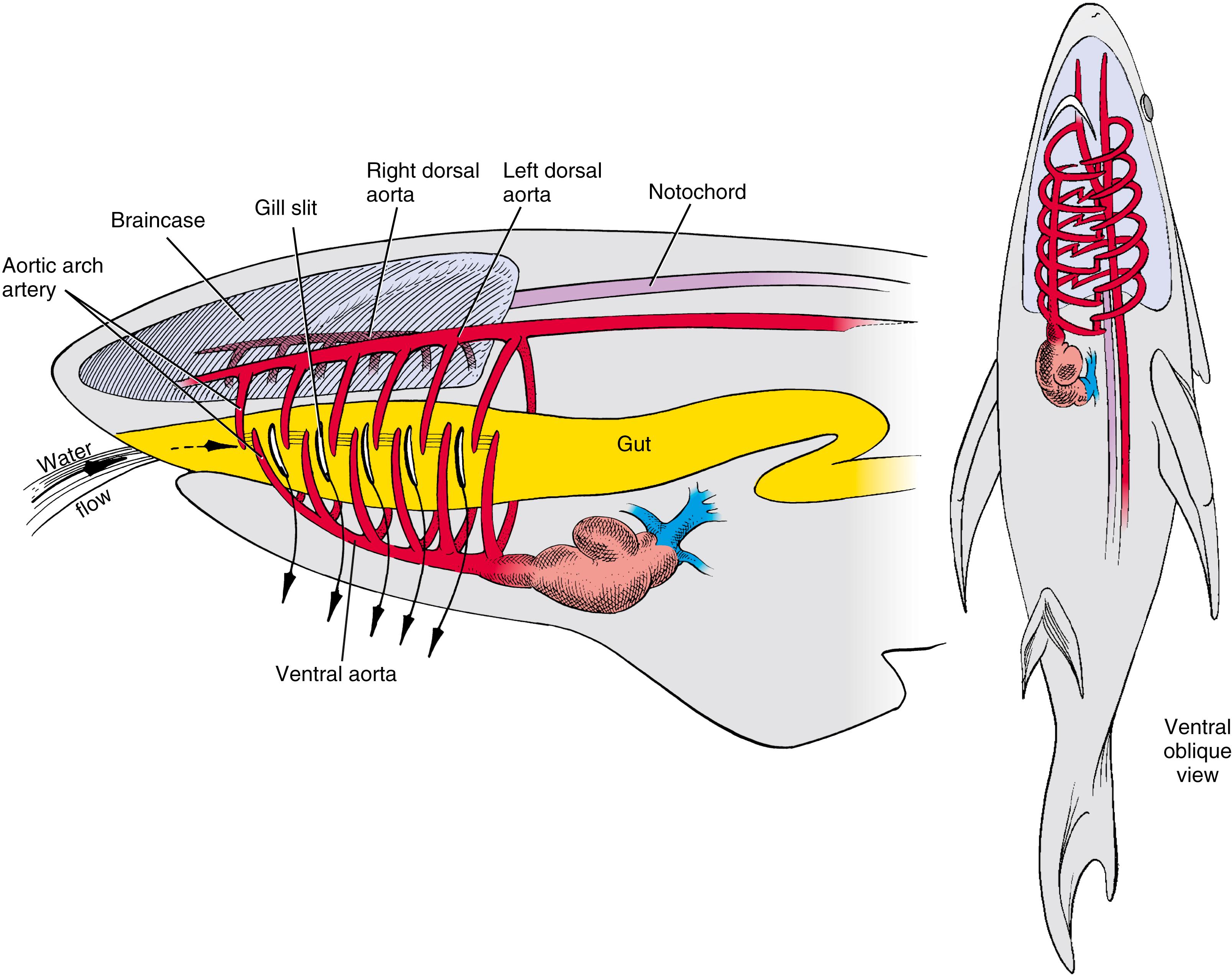 Fig. 13.11, Schematic View of the Branchial Arch Artery System of a Shark