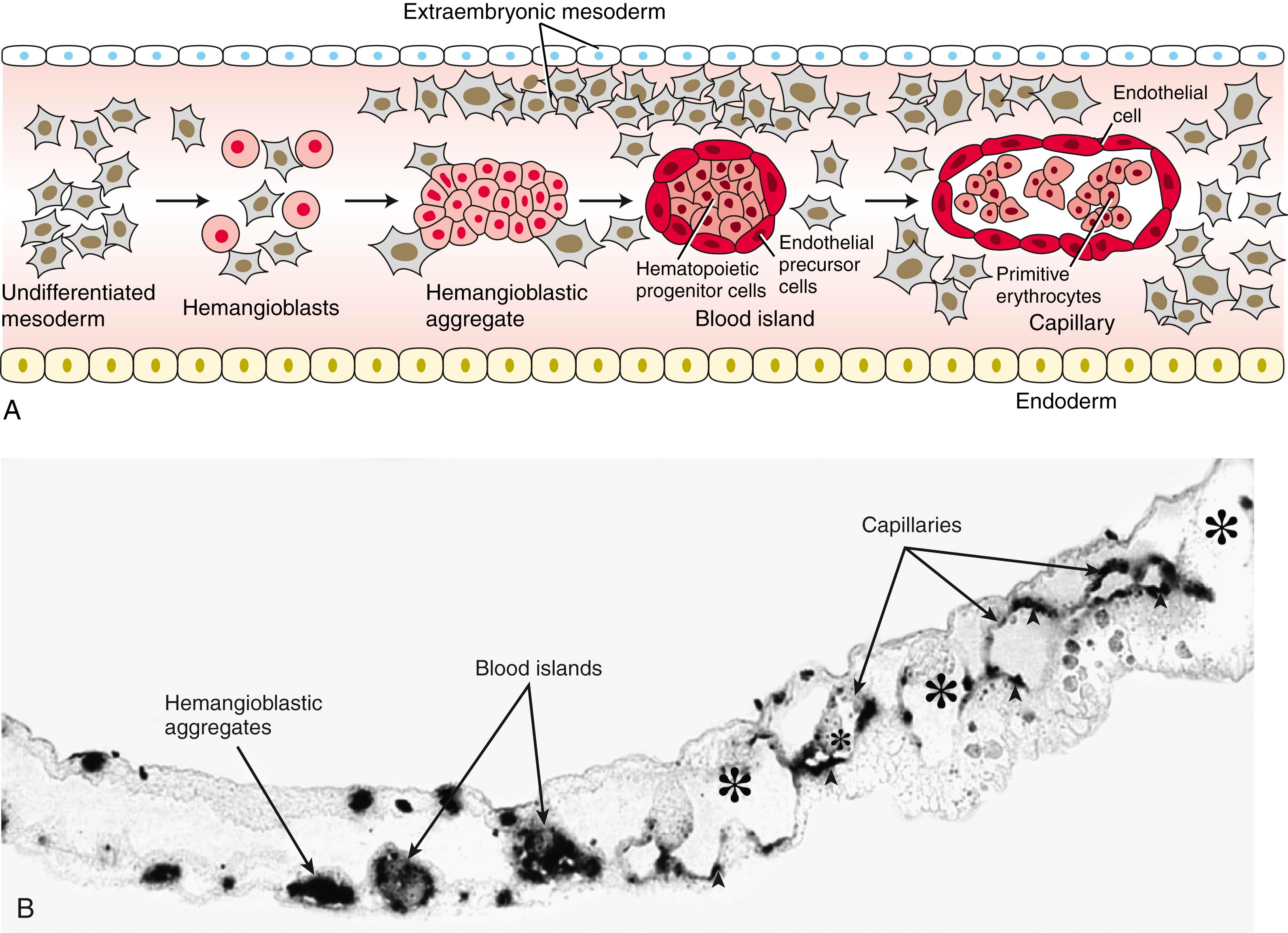 Fig. 13.1, Hematopoiesis and Blood Vessel Formation Begin Within the Yolk Sac Wall With the Formation of Clusters of Hemangioblasts