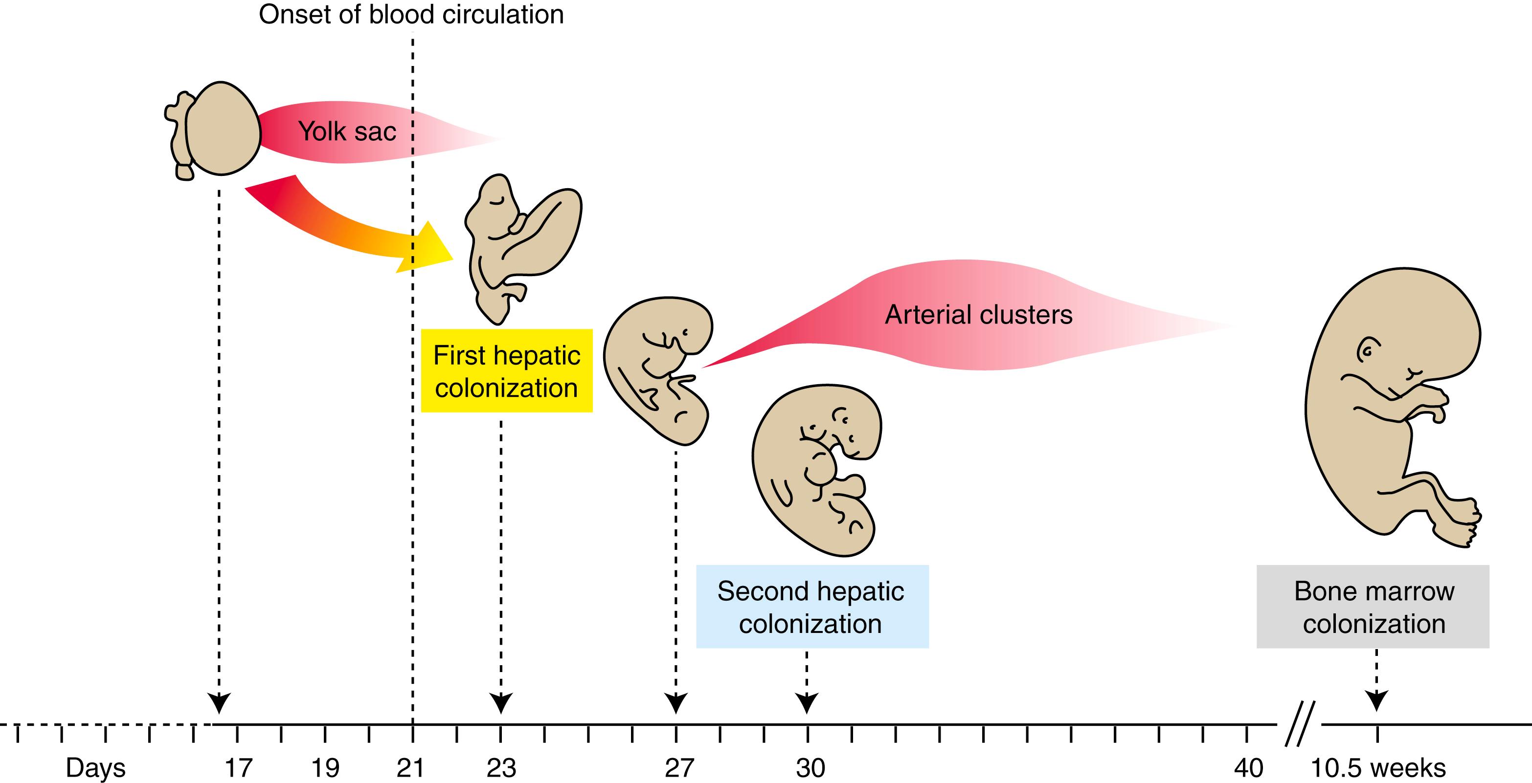 Fig. 13.2, Timeline of the Formation of Hematopoietic Cells During Human Development