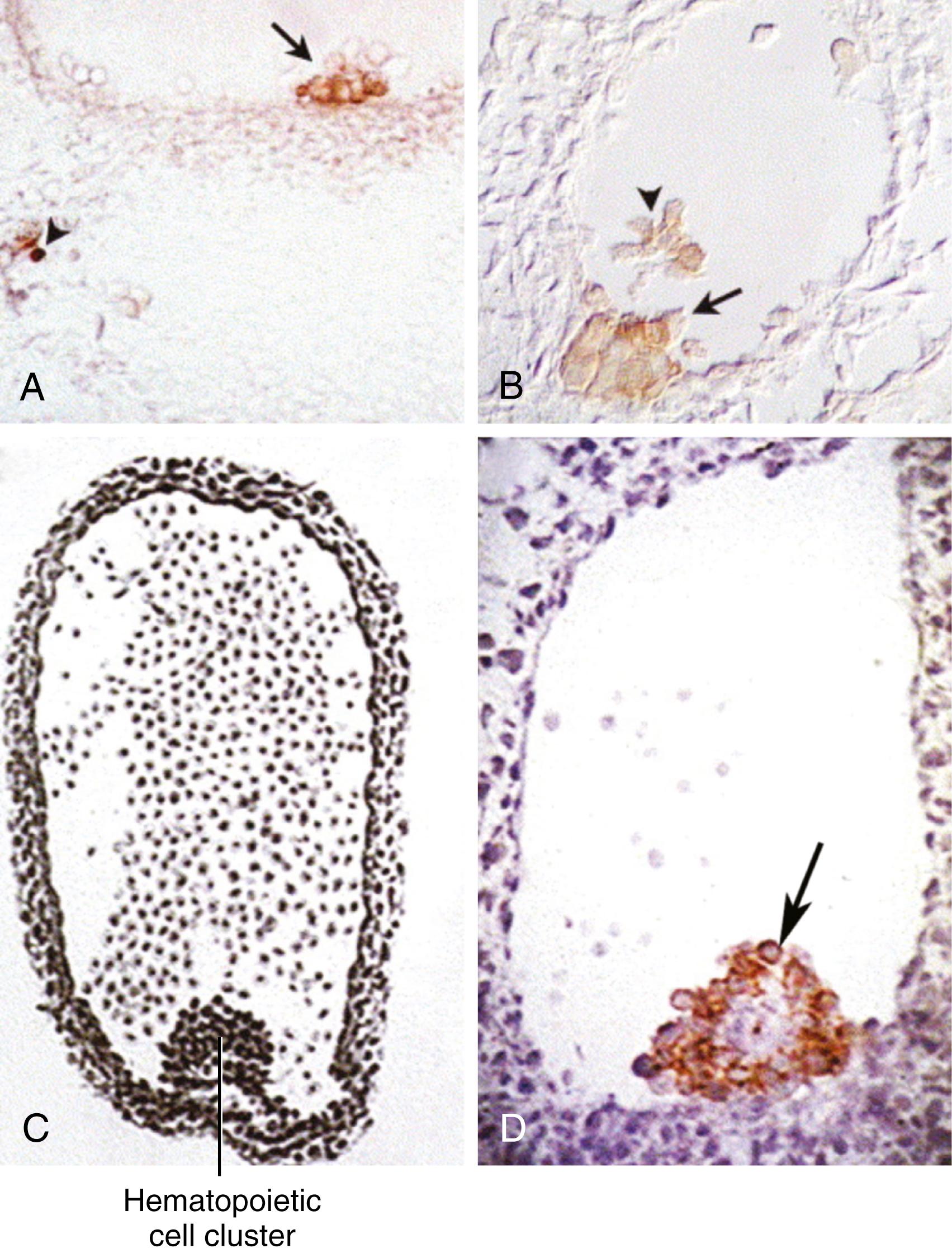 Fig. 13.4, Hematopoietic Cell Clusters on the Ventral Floor of the Dorsal Aorta in the Aorta-Gonad-Mesonephros (AGM) Region of Various Vertebrates