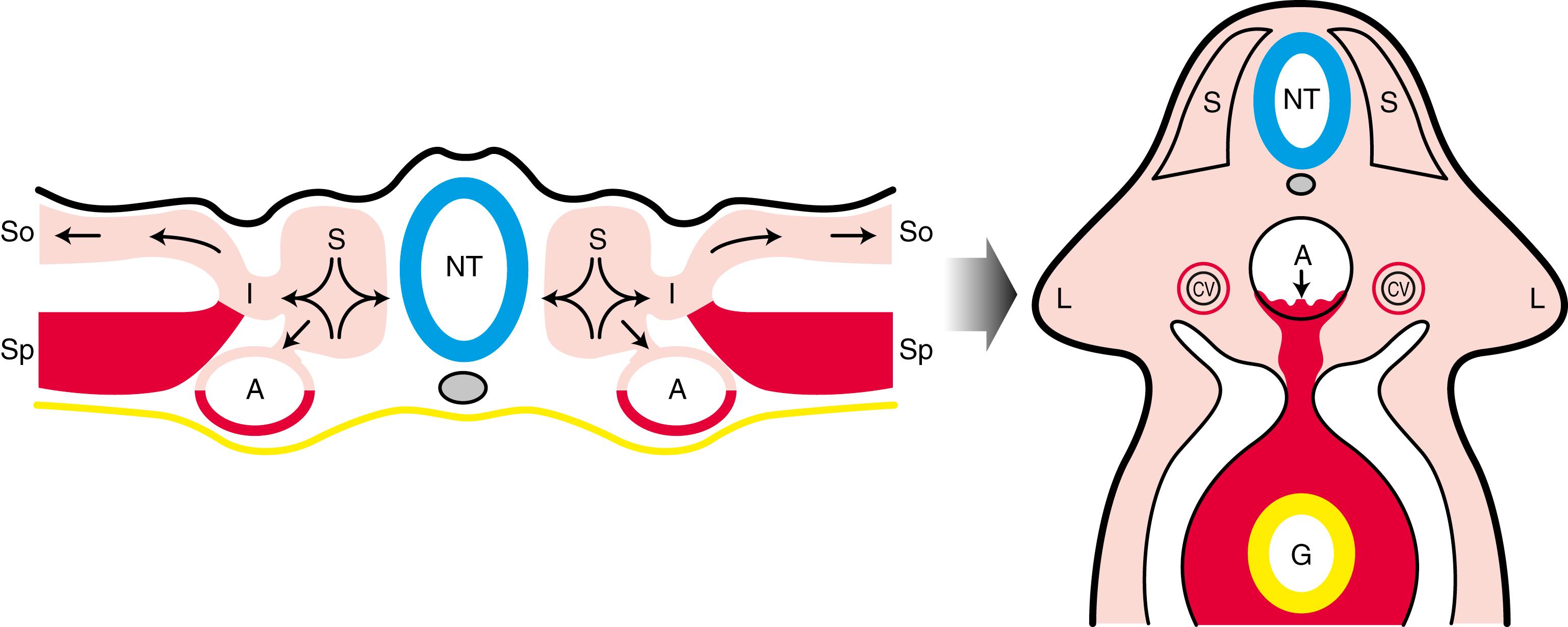 Fig. 13.6, Vasculogenesis Also Occurs in the Paraxial Mesoderm