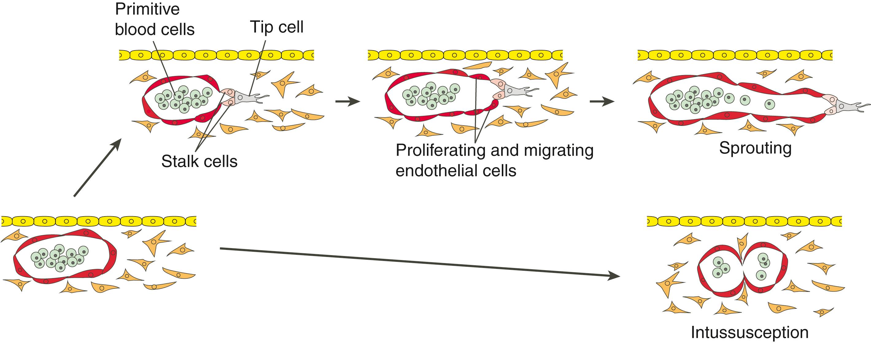 Fig. 13.7, The Primitive Vascular Network Established Through Vasculogenesis is Expanded and Remodeled by Angiogenesis