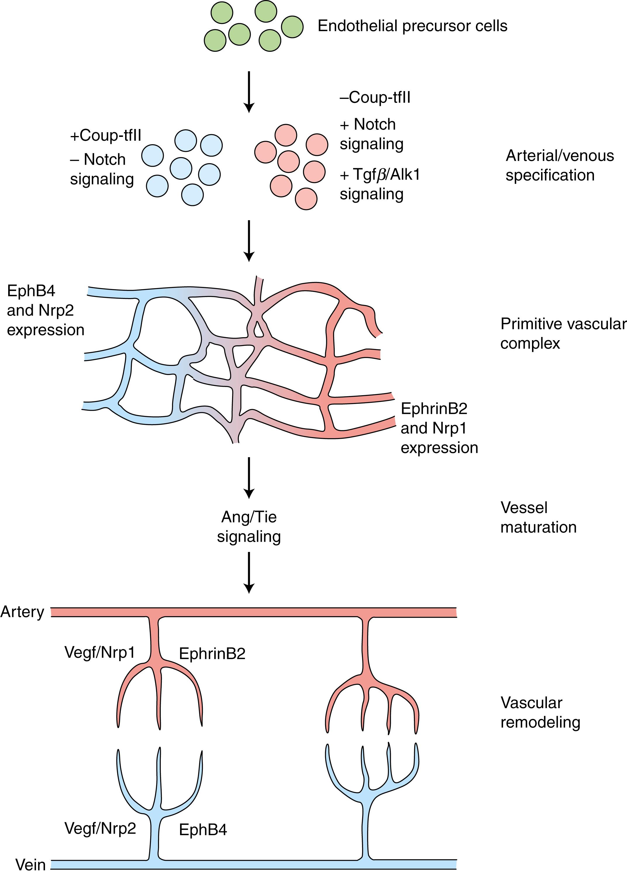 Fig. 13.9, Hypothesized Model for Establishing Arterial and Venous Identity and Remodeling, Leading to the Formation of Two Separate Types of Vessels