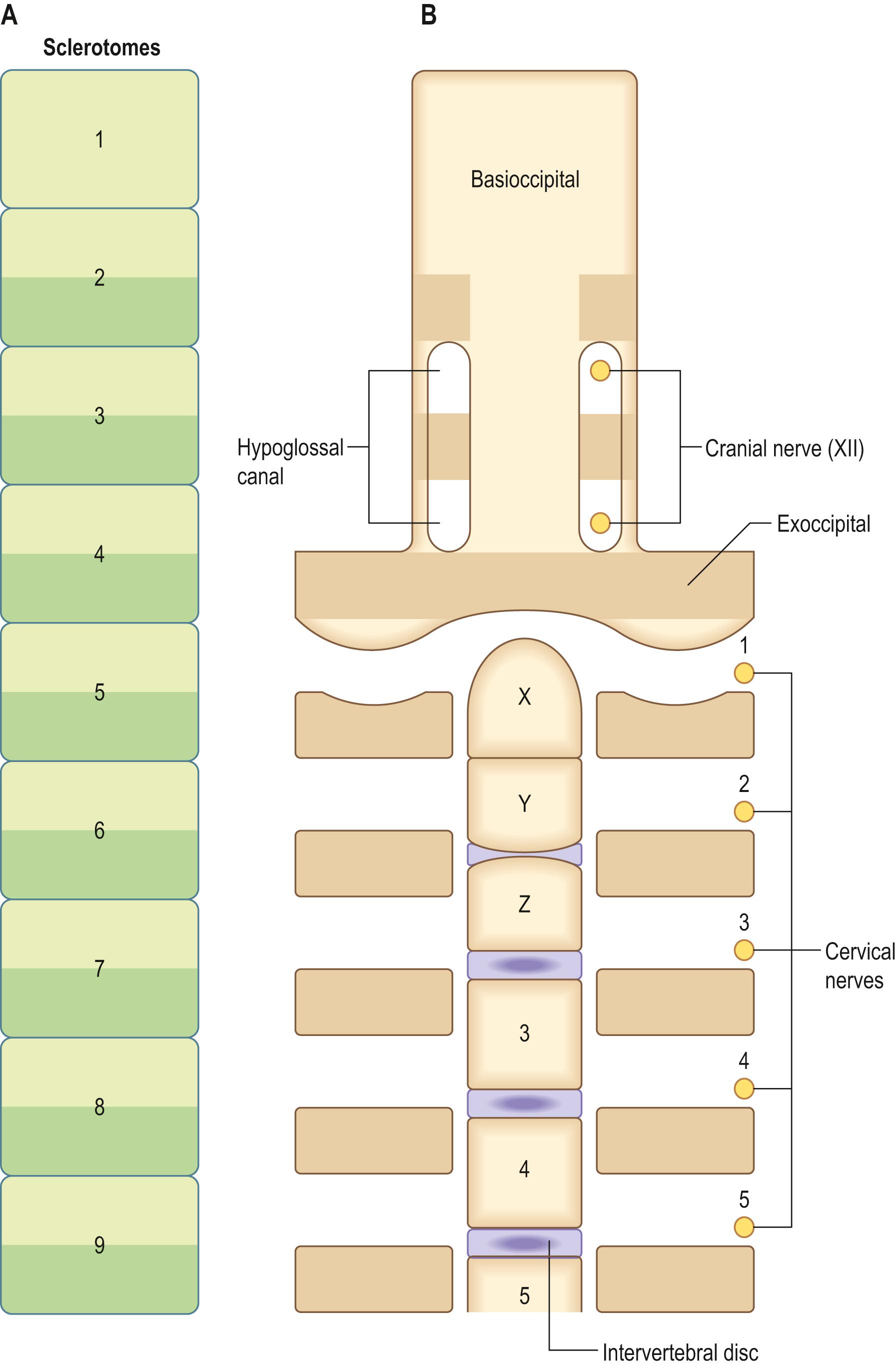 Fig. 18.13, The relationship between the centra and neural arches of the vertebrae and the related spinal ganglia and nerves. A scheme of the details of the early development of the occipitocervical region. A , The column of sclerotomes from occipital somite 1. B , A dorsal view of the developing vertebrae, with the centra in the middle and the bilateral components of the neural processes laterally. X, Y and Z are three centra that will produce the tip of the dens of the axis (X), the base of the dens of the axis (Y) and the centrum of the axis (Z). An intervertebral disc appears temporarily between Y and Z during stage 17. No disc develops between X and Y. The occipital condyles are derived from the first cervical sclerotome.