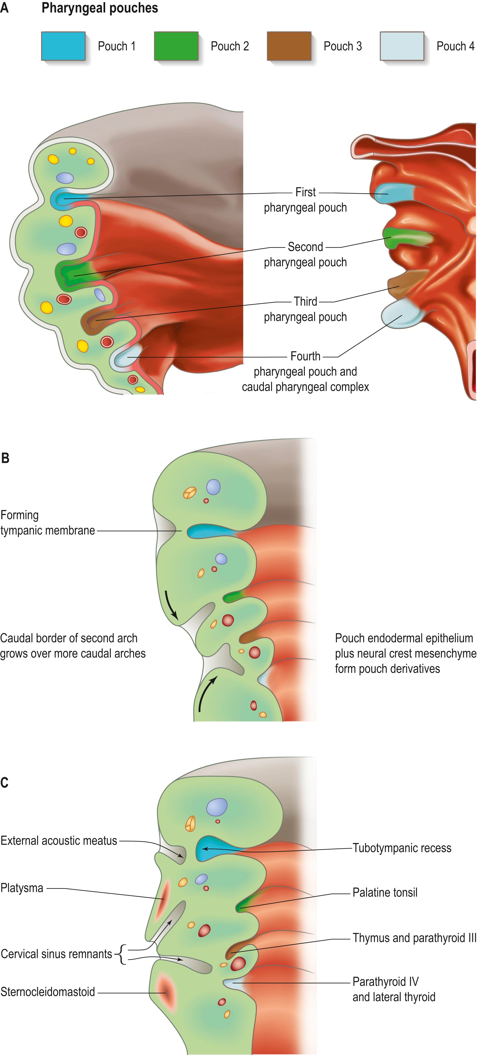 Fig. 17.4, Pharyngeal pouch development. A , The arrangement of the early pharyngeal pouches: on the left, the internal aspect of the pharyngeal floor viewed from above; on the right, the external aspect of the pharyngeal floor viewed from below. B , A coronal section of the left side of the pharynx at stage 18, showing changes to the pharyngeal pouches internally and pharyngeal clefts externally. C , A coronal section of the left side of the pharynx at stage 19. See also Fig. 17.19 for further development.