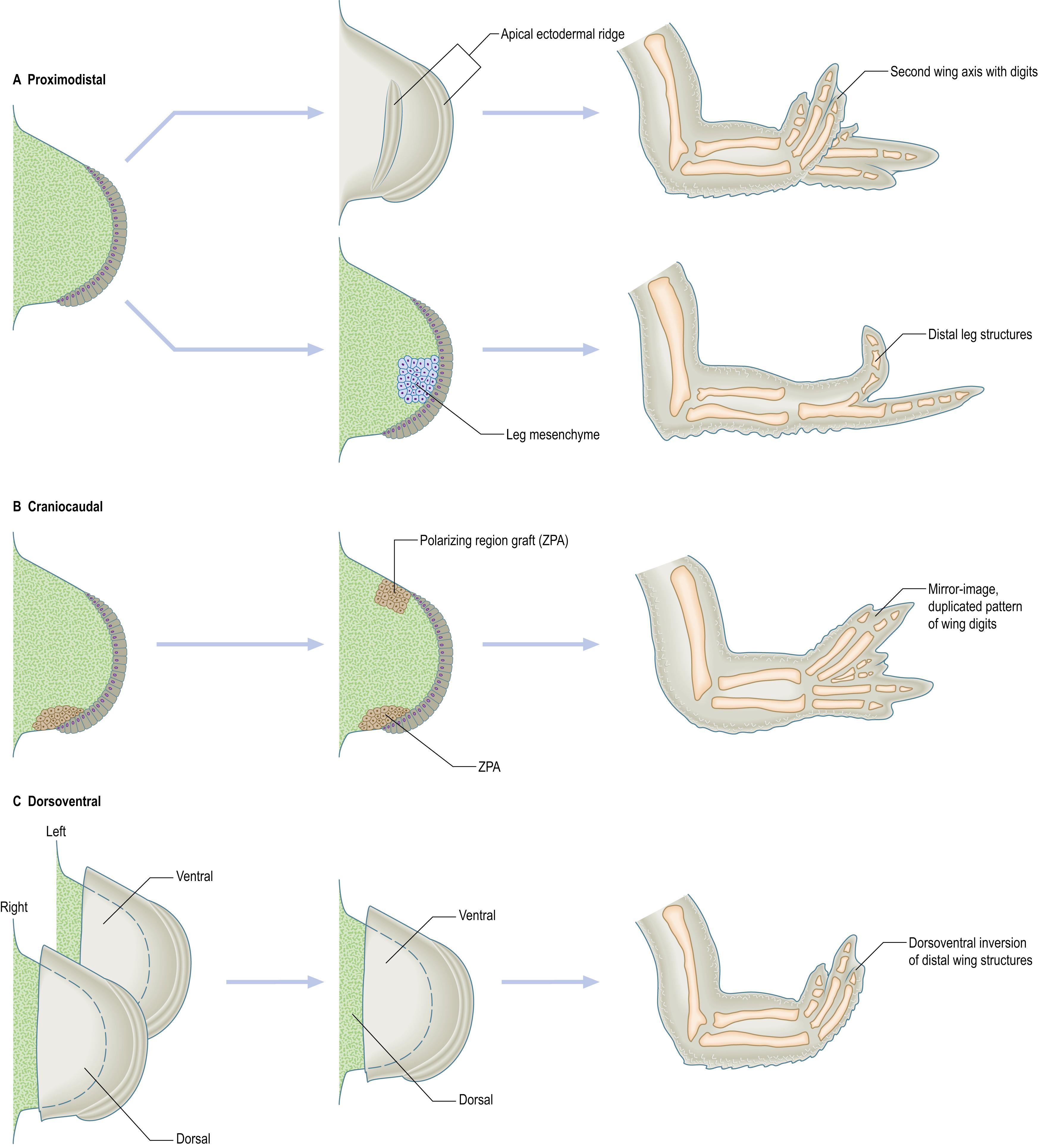Fig. 19.3, A–C , Experimental manipulations that identified the fundamental cell–cell interactions involved in patterning the three main axes of the limb in the chick. Abbreviation: ZPA, zone of polarizing activity.