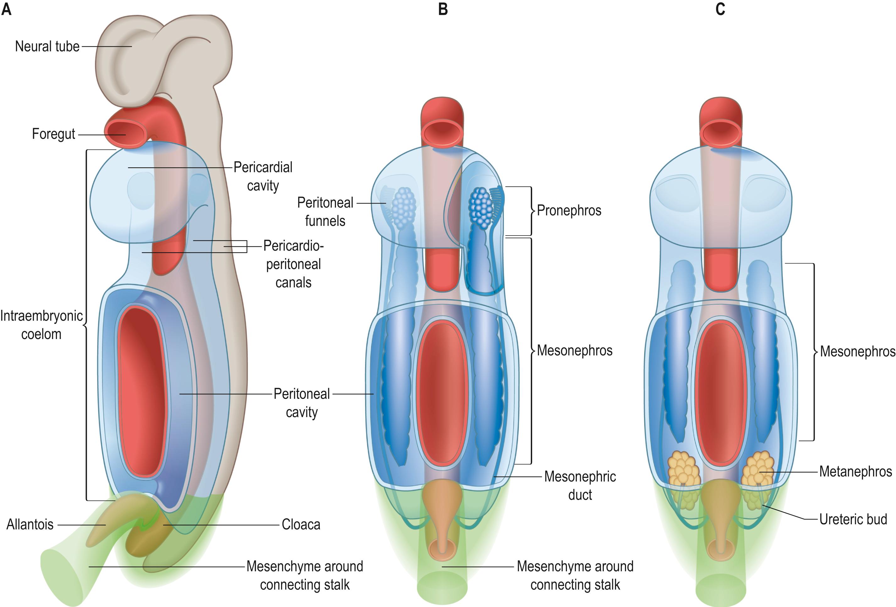 Fig. 22.1, A , The major epithelial populations within a stage 11 embryo, viewed from a ventrolateral position. B , The position of pronephros and mesonephros on the posterior thoracic and abdominal walls. C , The position of mesonephros and metanephros.