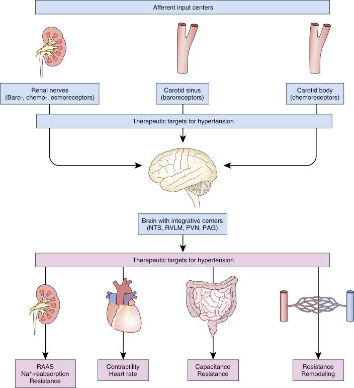 Fig. 43.1, Some of the key neurohumoral contributors to hypertension and the effected target organs.