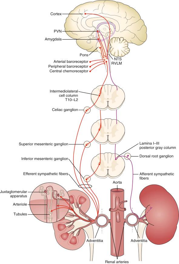 Fig. 43.2, Anatomy of the sympathetic autonomic nervous system and renal innervation.