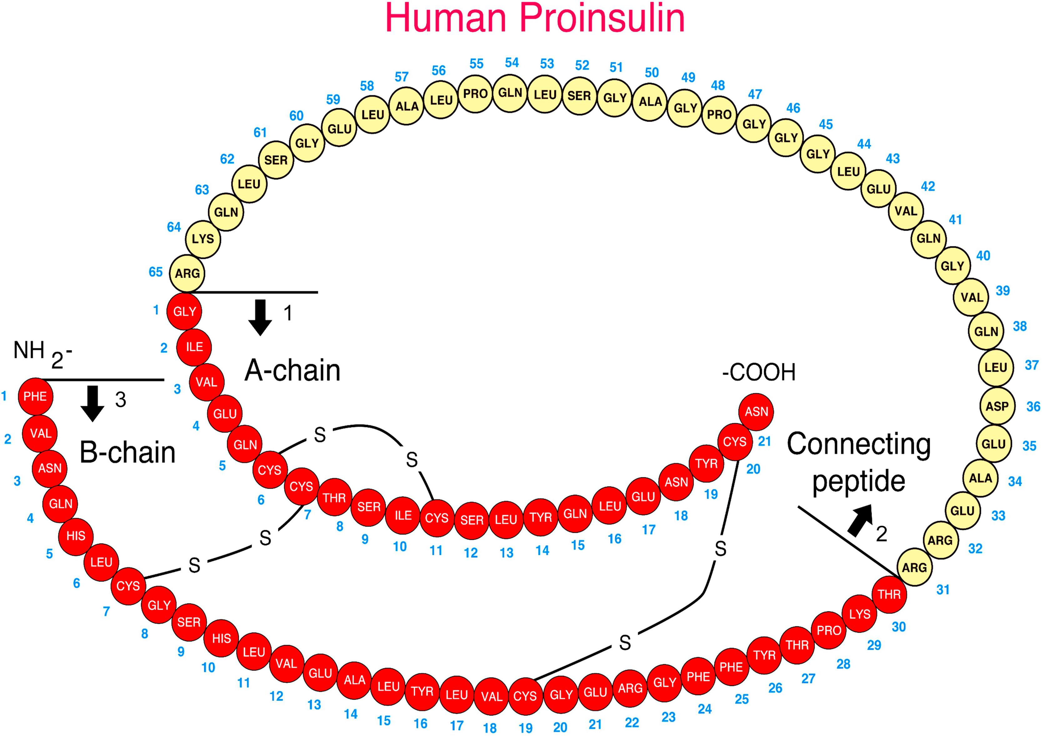 Fig. 21.6, Structure of proinsulin. Arrows 1 and 2 indicate the two sites of normal cleavage that yield insulin and C-peptide when the amino acid residues indicated in the open circles are removed. These cleavage points are known mutation sites, are inherited in an autosomal-dominant manner, and can yield two types of familial hyperproinsulinemia. During insulin secretion, equimolar amounts of insulin and C-peptide are released. Arrow 3 indicates the start site of the B-chain at the Amino Terminus of the pro-hormone.