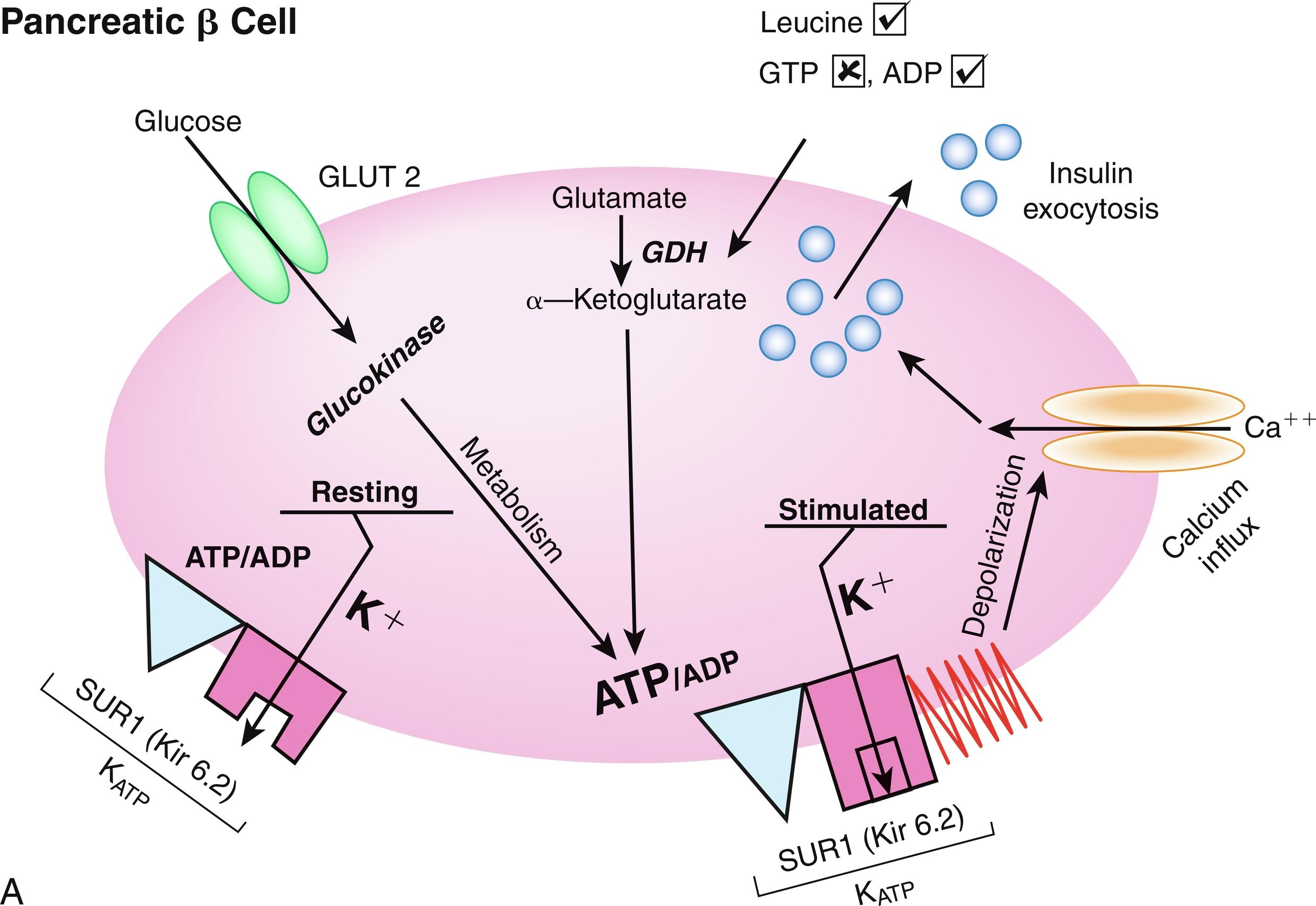 Fig. 21.7, A, Model of insulin secretion by pancreatic beta cell. Glucose transported into the beta cell by the insulin-independent glucose transporter ( GLUT 2 ) undergoes phosphorylation by glucokinase and is metabolized. This results in an increase in the adenosine triphosphate ( ATP )/adenosine diphosphate ( ADP ) ratio with subsequent closure of the K ATP channel and initiation of a cascade of events that is characterized by decreased flux of potassium across the membrane, membrane depolarization, calcium influx, and release of insulin from storage granules. Leucine stimulates insulin secretion by allosterically activating glutamate dehydrogenase ( GDH ) and by increasing the oxidation of glutamate; this increases the ATP/ADP ratio and closure of the K ATP channel. The check mark sign (√) indicates stimulation of insulin secretion; the cross sign (x) indicates inhibition of insulin secretion. Diazoxide inhibits insulin secretion by interacting with the sulfonylurea receptor; somatostatin and calcium channel blockers interfere with calcium signaling. B, Regulation of insulin secretion. The Kir6.2–SUR1 complex and its regulation and genetic variability. The panel shows the detailed subunit structure of the K ATP channel, which is composed of four small subunits, Kir6.2, that surround a central pore and four larger regulatory subunits constituting SUR1. In the normal resting state, the potassium channel is open, modulated by the ratio of ATP to ADP. PIP2 denotes phosphatidylinositol-4,5-bisphosphate, Kir6.2 denotes the inward rectifying potassium channel 6.2, SUR1 denotes the sulfonylurea receptor 1, ADP is adenosine diphosphate, and ATP is adenosine triphosphate. As noted, in gain-of-function mutations, the channel remains open leading to decreased insulin secretion so that neonatal diabetes may result. With loss-of-function mutations, the channel remains closed, leading to persistent insulin secretion and hence is a cause of neonatal hyperinsulinemic hypoglycemia.