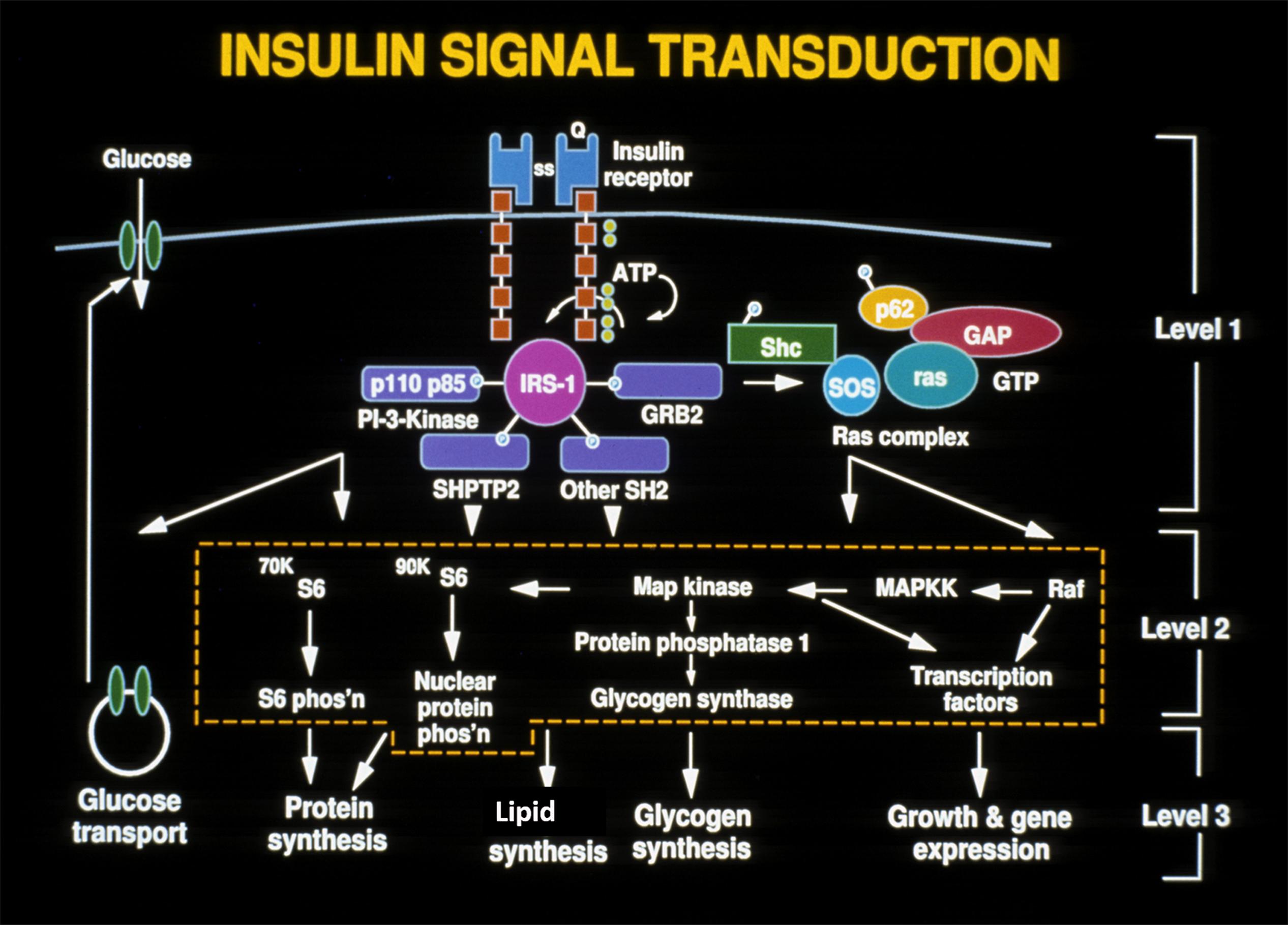 Fig. 21.9, Binding of insulin to the extracellular alpha subunit of the insulin receptor ( IR ) initiates a phosphorylation cascade first by tyrosine kinase on the intracellular beta subunit of IR, followed by several other phosphorylation cascades shown in level 1. These phosphorylation processes have immediate function on translocating the glucose transporter (GLUT 4) from the cytoplasm to the cell membrane thereby facilitating glucose transport across the cell membrane in cells, such as muscle, or activate other kinases, such as S6 and MAP kinases (level 2) involved in protein synthesis, lipid synthesis, and glycogen synthesis, as well as activating transcription factors involved in growth and gene expression (Level 3).