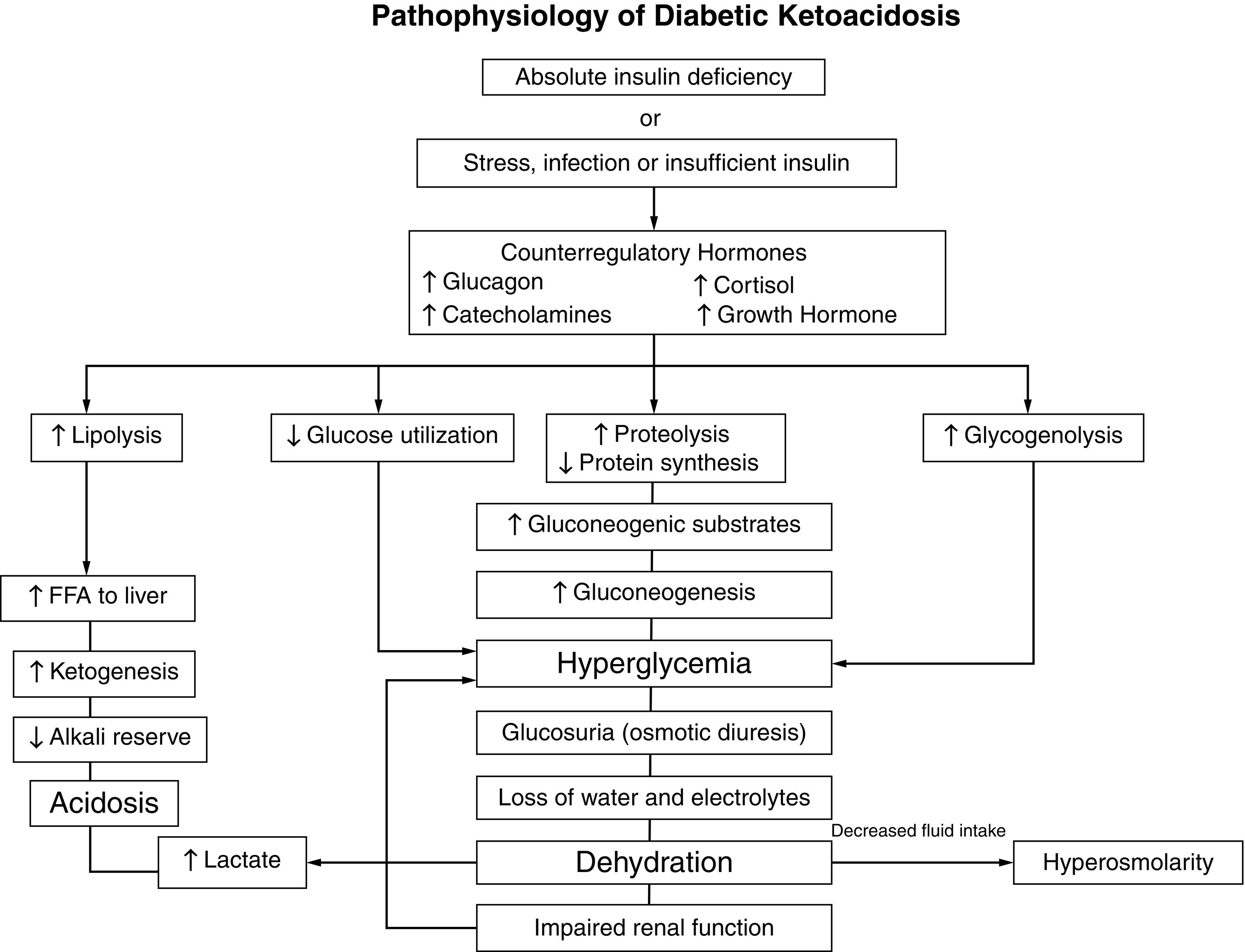 Fig. 21.10, The pathophysiology of diabetic ketoacidosis is illustrated as a function of absolute insulin deficiency or insufficient insulin in the presence of major stress, such as an infection, which leads to increases in the four major counterregulatory hormones. Together, these changes increase glucose production via glycogenolysis and gluconeogenesis, which together result in hyperglycemia, osmotic diuresis, and dehydration. Simultaneously increased lipolysis leads to ketone body production and acidosis in combination with increased lactic acid from dehydration. See text for greater detail.