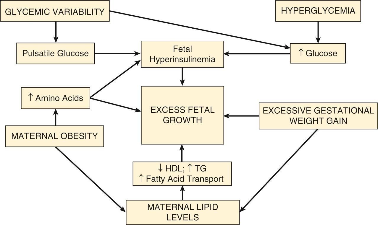 Fig. 45.14, Contribution of Maternal Factors to Fetal Overgrowth in Type 1 Diabetes in Pregnancy and Possible Mechanisms of Action.