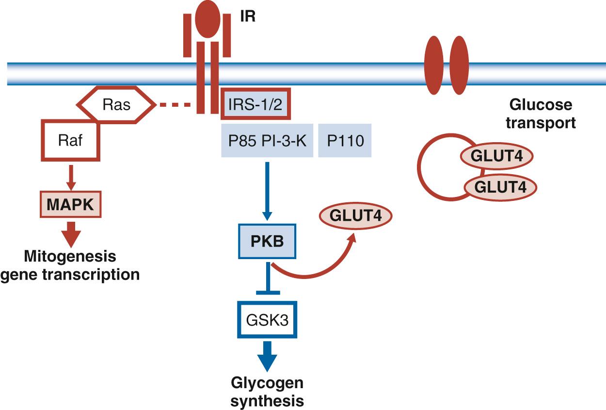 Fig. 45.11, Schematic Model of Insulin-Signaling Cascade in Skeletal Muscle.