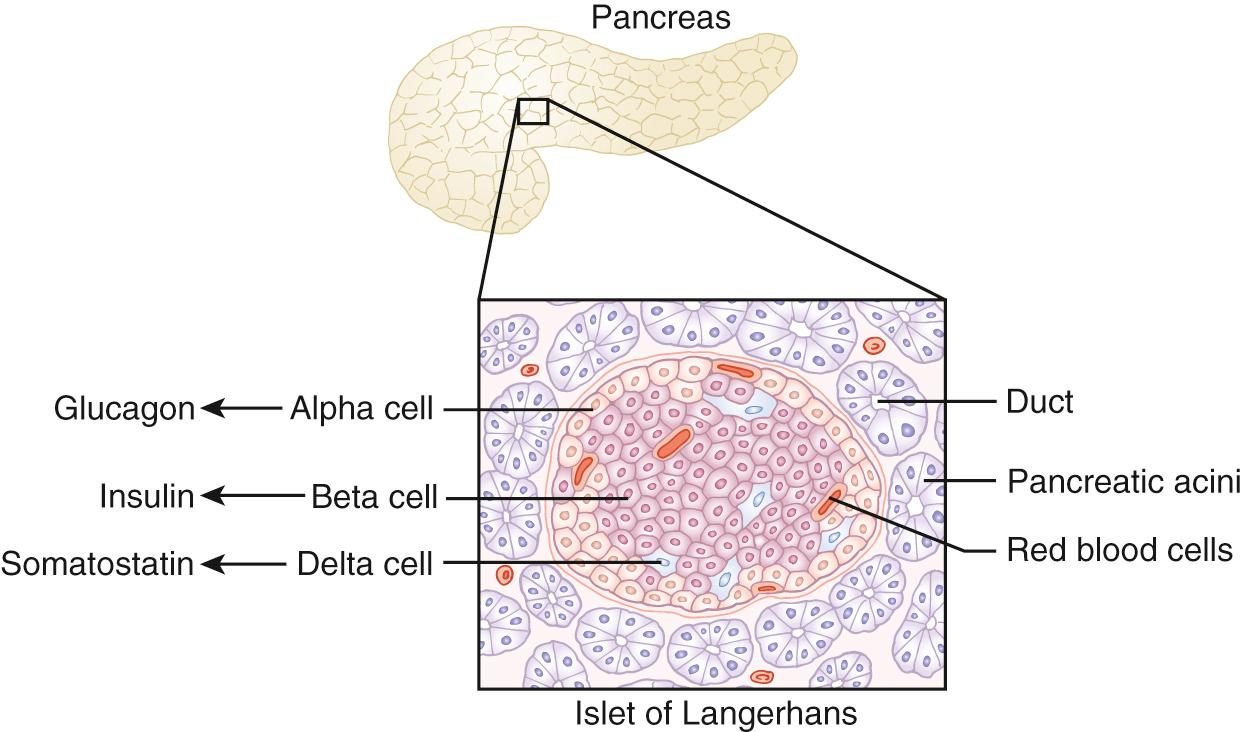 Fig. 26.1, Islet of Langerhans.