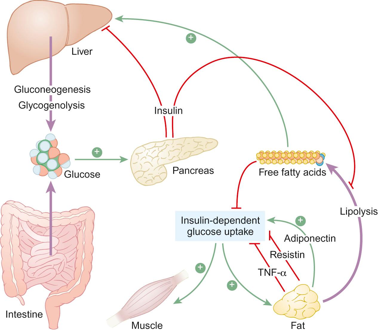 Fig. 26.2, Physiological response to feeding.