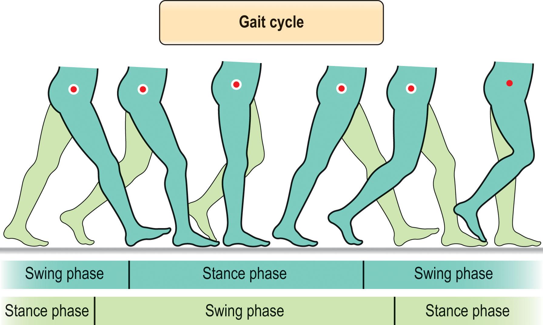 Figure 9.2.1, The human gait cycle is a reciprocating sequence of motions which moves the body forward while simultaneously maintaining stability and conserving energy. A single sequence of these actions by one limb is termed a gait cycle or stride . Each gait cycle or stride is divided into two phases, stance phase and swing phase.