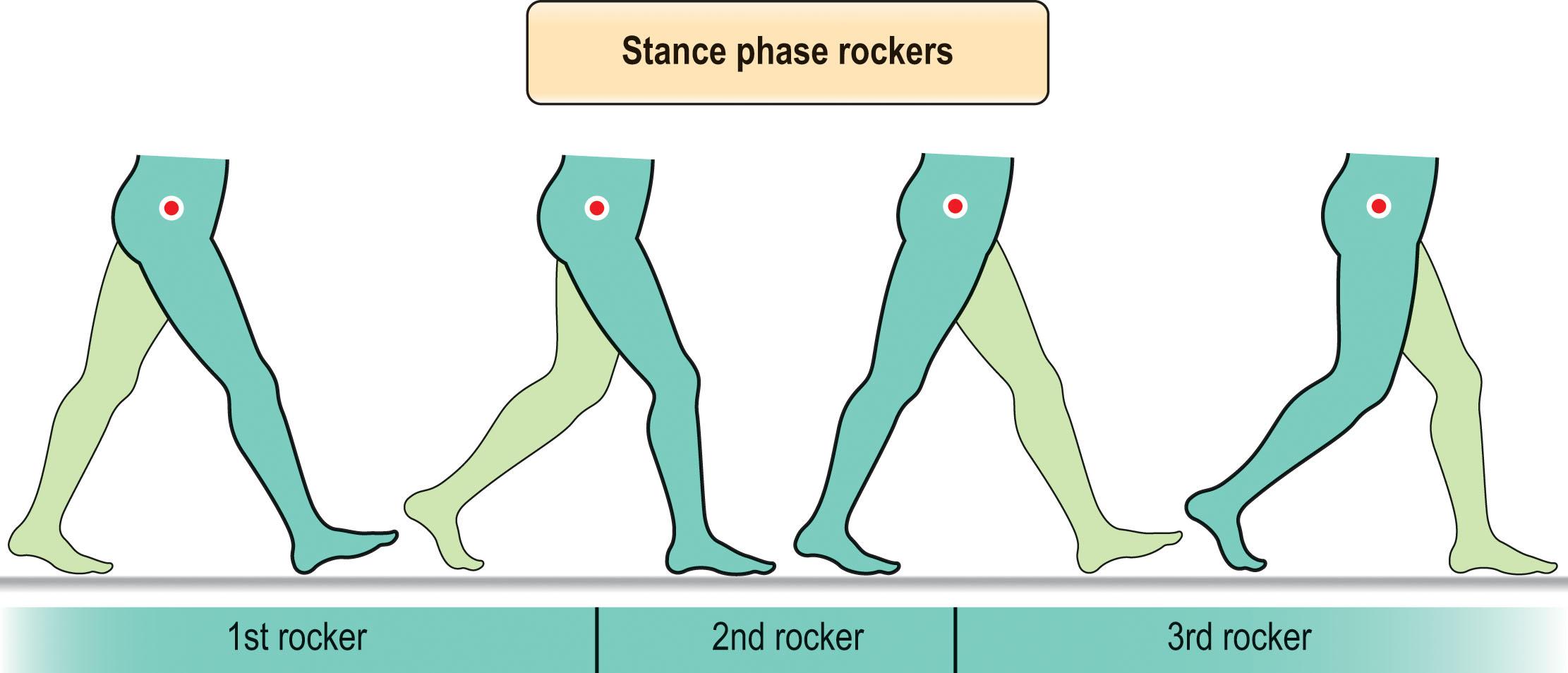 Figure 9.2.2, Perry 27 defined the actions of the rockers of the stance phase of a gait cycle. First rocker (heel rocker) is eccentric plantarflexion motion of the ankle during loading response. Second rocker (ankle rocker) is ankle dorsiflexion which precipitates forward progression of the body atop the stance phase foot. Third rocker (toe rocker) is dorsiflexion at the level of the metatarsophalangeal joints for terminal stance phase push-off.