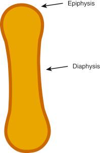 • Fig. 34.1, Bone nomenclature.