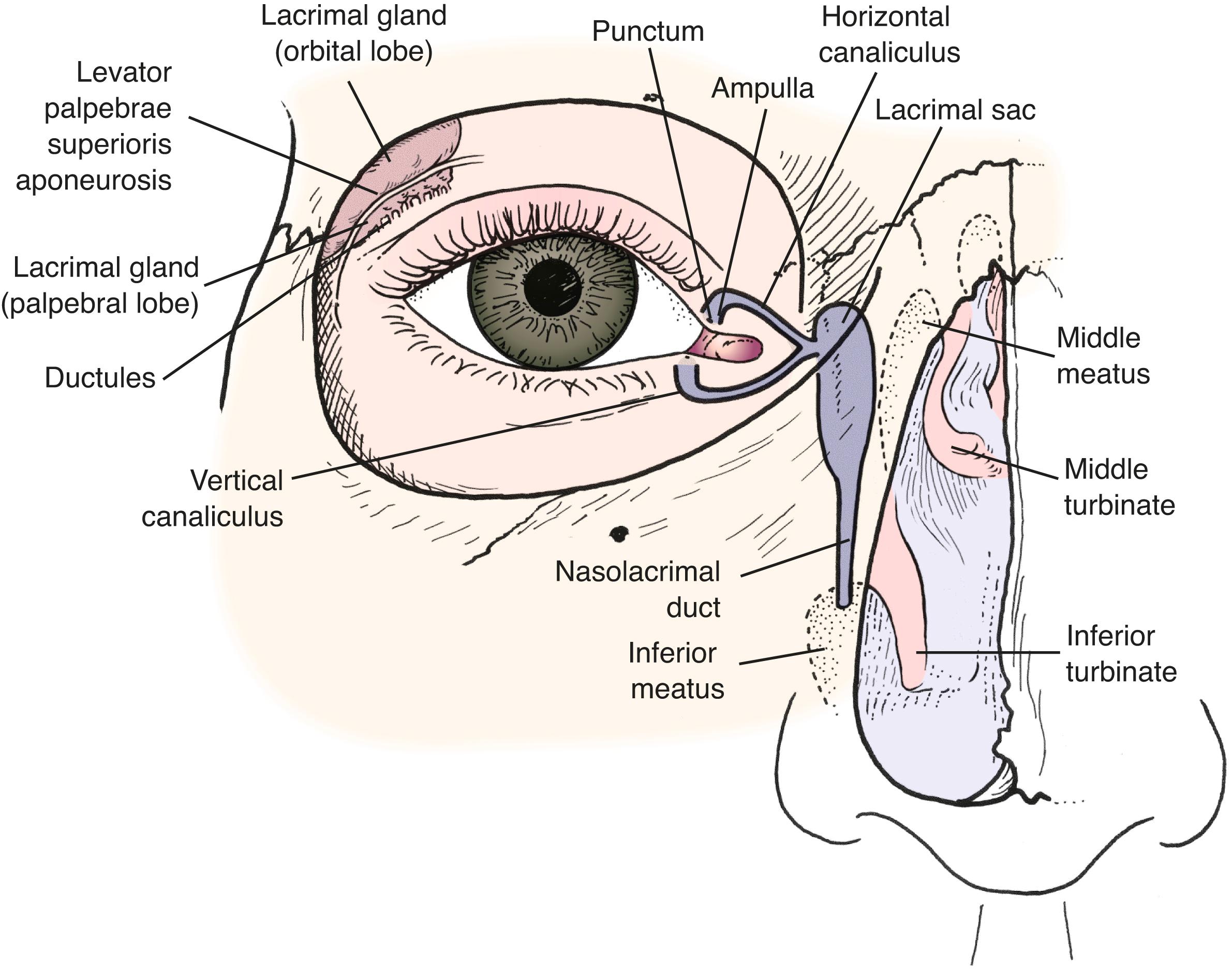 Figure 10.2, The anatomy of the lacrimal system.