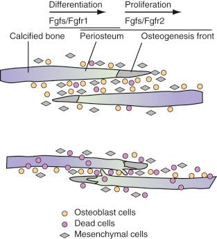 Figure 9.3, Normal suture growth and morphogenesis are dependent on a delicate balance between the proliferation of osteoprogenitors within the suture mesenchyme and differentiation to osteoblasts at the osteogenic fronts.