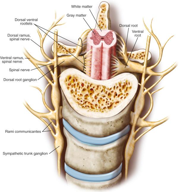 FIG 40-2, Major elements of a spinal nerve.