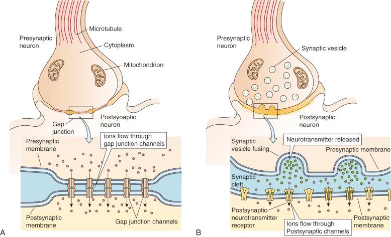 FIG 40-6, An electrical synapse (A) and an electrochemical synapse (B) .