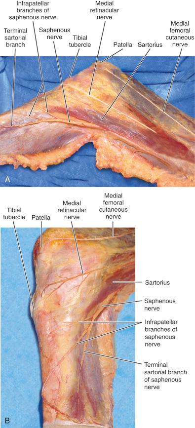 FIG 40-7, A, Anteromedial view of the superficial nerves. B, Medial view of the superficial nerves.