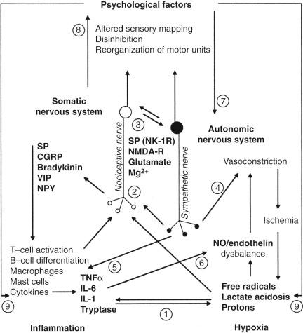 FIG 40-10, Possible paths for interaction among proposed pathogenic mechanisms of complex regional pain syndrome. 1. Hypoxia may trigger inflammatory response (Interaction: hypoxia inflammation [classic and neurogenic]). 2. Continuous nociceptive input by hypoxia, inflammation, or sympathetic stimulation may lead to sensitization and alterations in cortical organization of sensory and motor units. (Interaction: hypoxia, inflammation, and autonomic dysfunction somatic neuronal dysfunction [sensitization and cortical reorganization]). 3. Neuropeptides (substance P [SP]) released in dorsal horn may facilitate sensitization through interaction with NK-1 and NMDA) receptors. (Interaction: inflammation [neurogenic] somatic neuronal dysfunction [sensitization]). 4. Sympathetic dysfunction (either central sympathetic hyperactivity or increased peripheral adrenergic receptor hypersensitivity) may cause hypoxia because of impaired nutritive blood flow. (Interaction: autonomic dysfunction hypoxia). 5. Adrenergic receptors can be expressed on immune cells, and catecholamines can modulate cellular immunity, and it also has been speculated that inflammation may change sensitivity or expression of α-adrenergic receptors on nociceptive fibers. (Interaction: autonomic dysfunction inflammation [classic]). 6. Cytokines influence the balance of nitric oxide (NO) to endothelin (ET). (Interaction: [classic] inflammation hypoxia). 7. Psychological distress may influence sympathetic outflow and levels of catecholamines. (Interaction: psychopathology autonomic dysfunction). 8. Severe chronic pain and disability may cause psychological distress. (Interaction: somatic neuronal dysfunction [sensitization] psychopathology). 9. Fear of movement may result in the accumulation of inflammatory mediators and free radicals and prevent desensitization. (Interaction: psychopathology inflammation and hypoxia and somatic neuronal dysfunction ). CGRP , Calcitonin gene-related protein; IL , interleukin; Mg 2 , magnesium ions; NK-1R , neurokinin-1 receptor; NMDA-R , N-methyl-D-aspartate receptor; NPY , neuropeptide Y; SP , substance P; TNF α, tumor necrosis factor α; VIP , vasoactive intestinal pain.