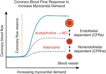 Fig. 38.3, Increasing myocardial demand leads to an increase in coronary blood flow (CBF). The ratio of CBF above baseline is referred to as coronary flow reserve (CFR) and comprises a nonendothelial component (CFRne) and an endothelial-dependent component (CFRe) . NO , Nitric oxide.