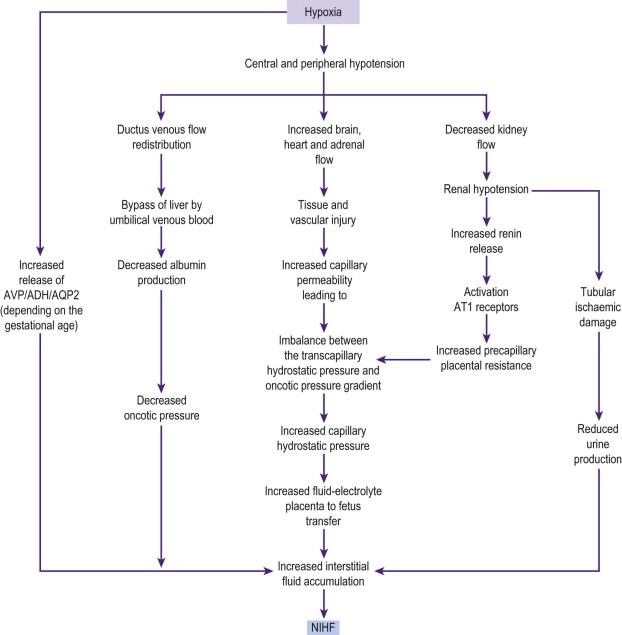 FIGURE 8-5, Detailed pathophysiologic pathways: effects of hypoxia leading to non-immune hydrops fetalis (NIHF).