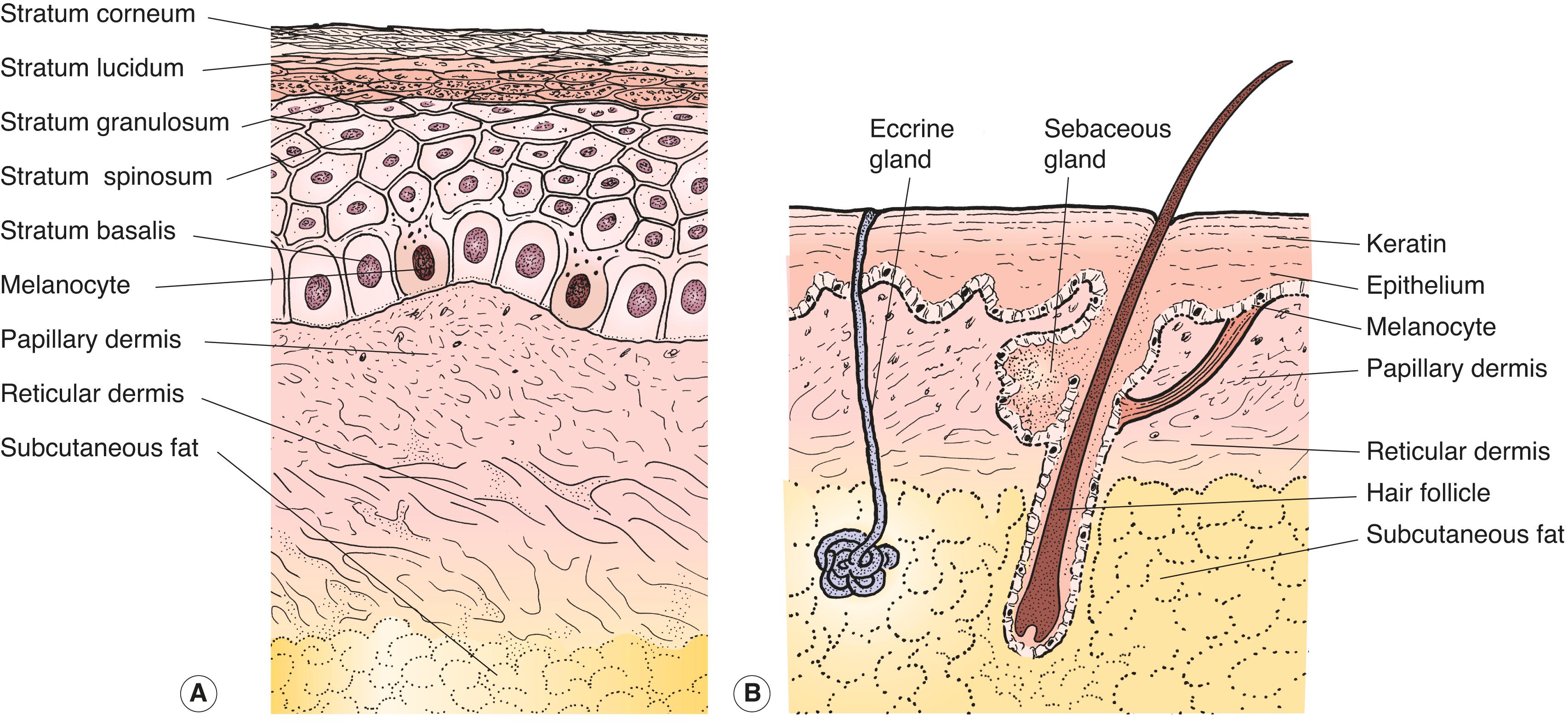 Figure 11.1, The skin and appendages. ( A ) The layers of the skin. ( B ) The adnexa of the skin.