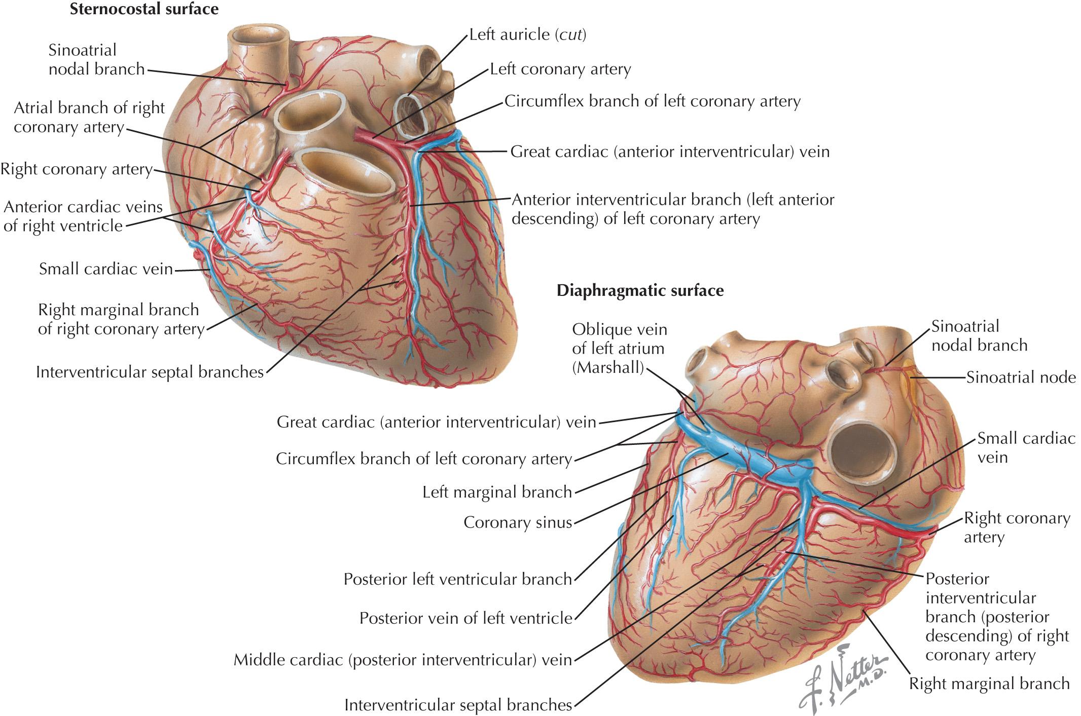 FIG 12.1, Coronary arteries and cardiac veins.