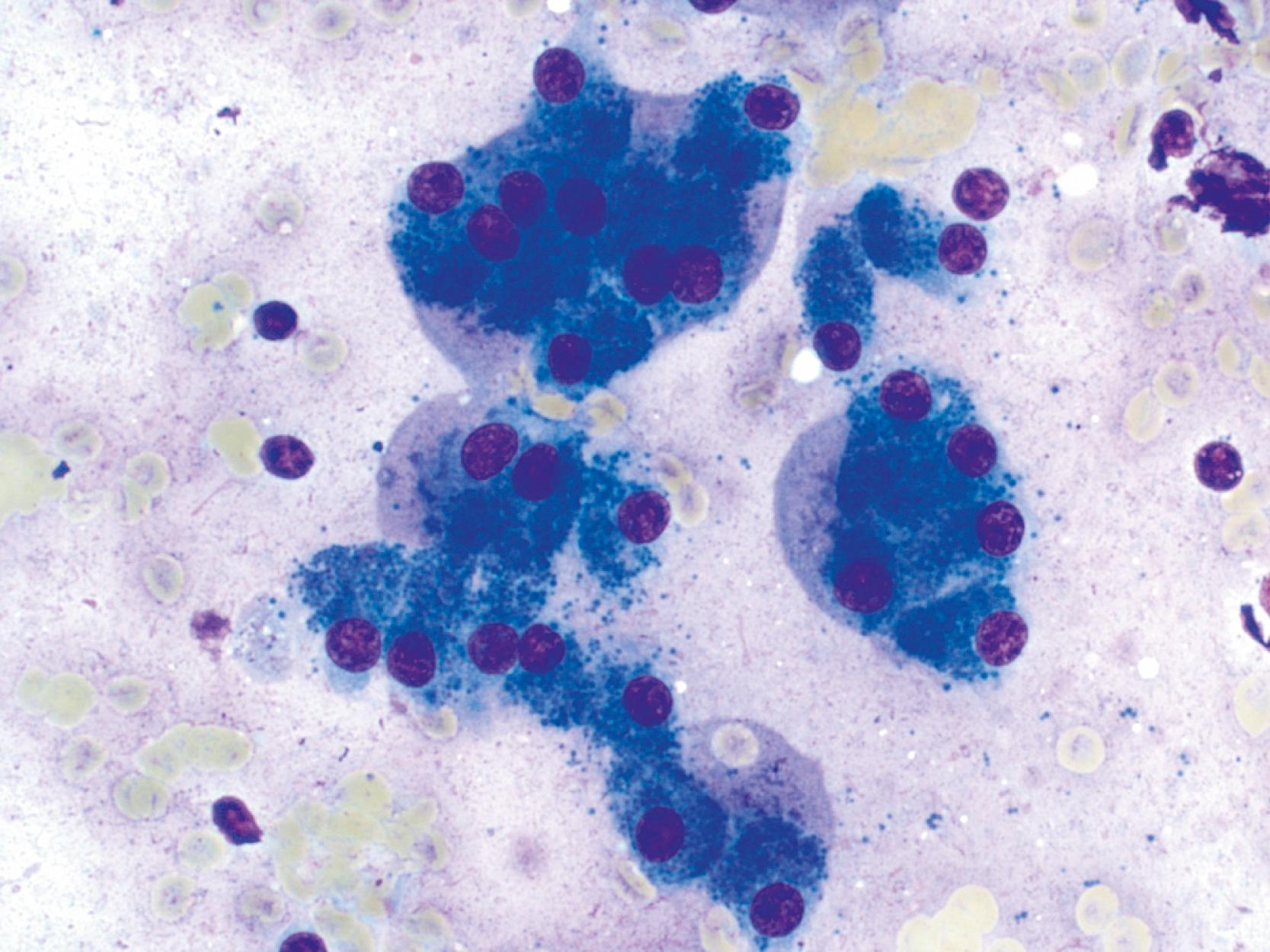 FIGURE 36.6, Gastric epithelium.