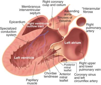 Fig. 15.1, Normal Mitral Valve Anatomy.