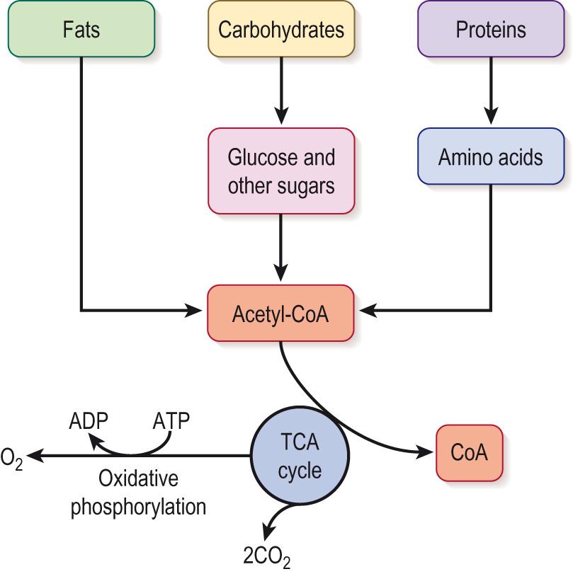 Fig. 16.4, Metabolic pathways for converting macronutrients to energy.