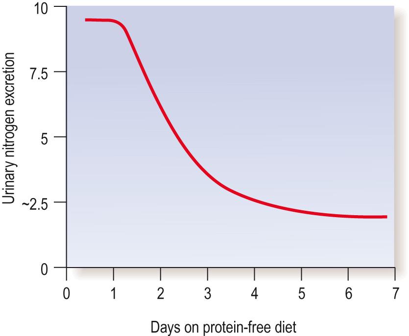 Fig. 16.5, Obligatory nitrogen loss: minimum urinary nitrogen excretion – protein-free diet.