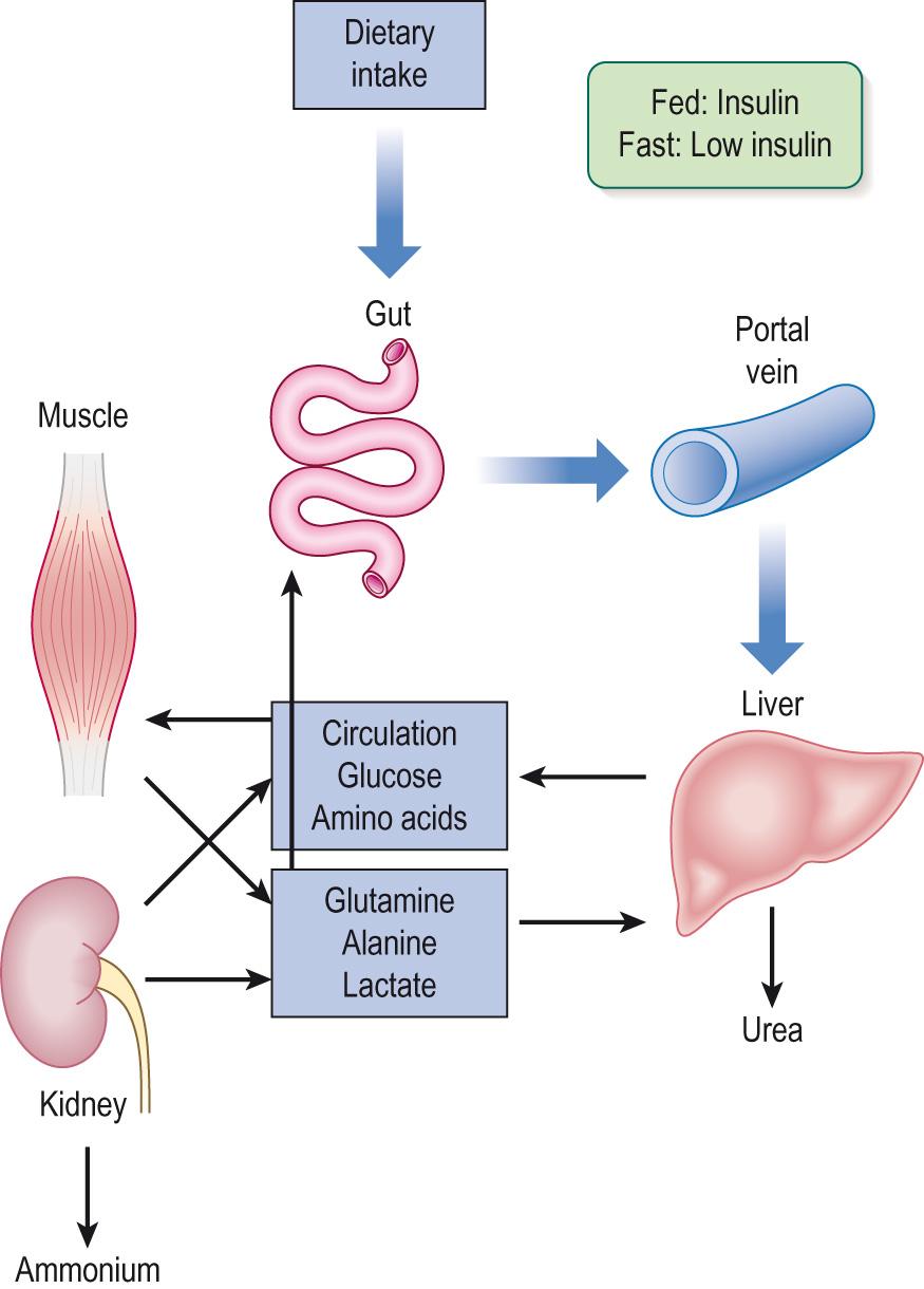 Fig. 16.6, Carbohydrate and amino acid metabolism during fasting and feeding.