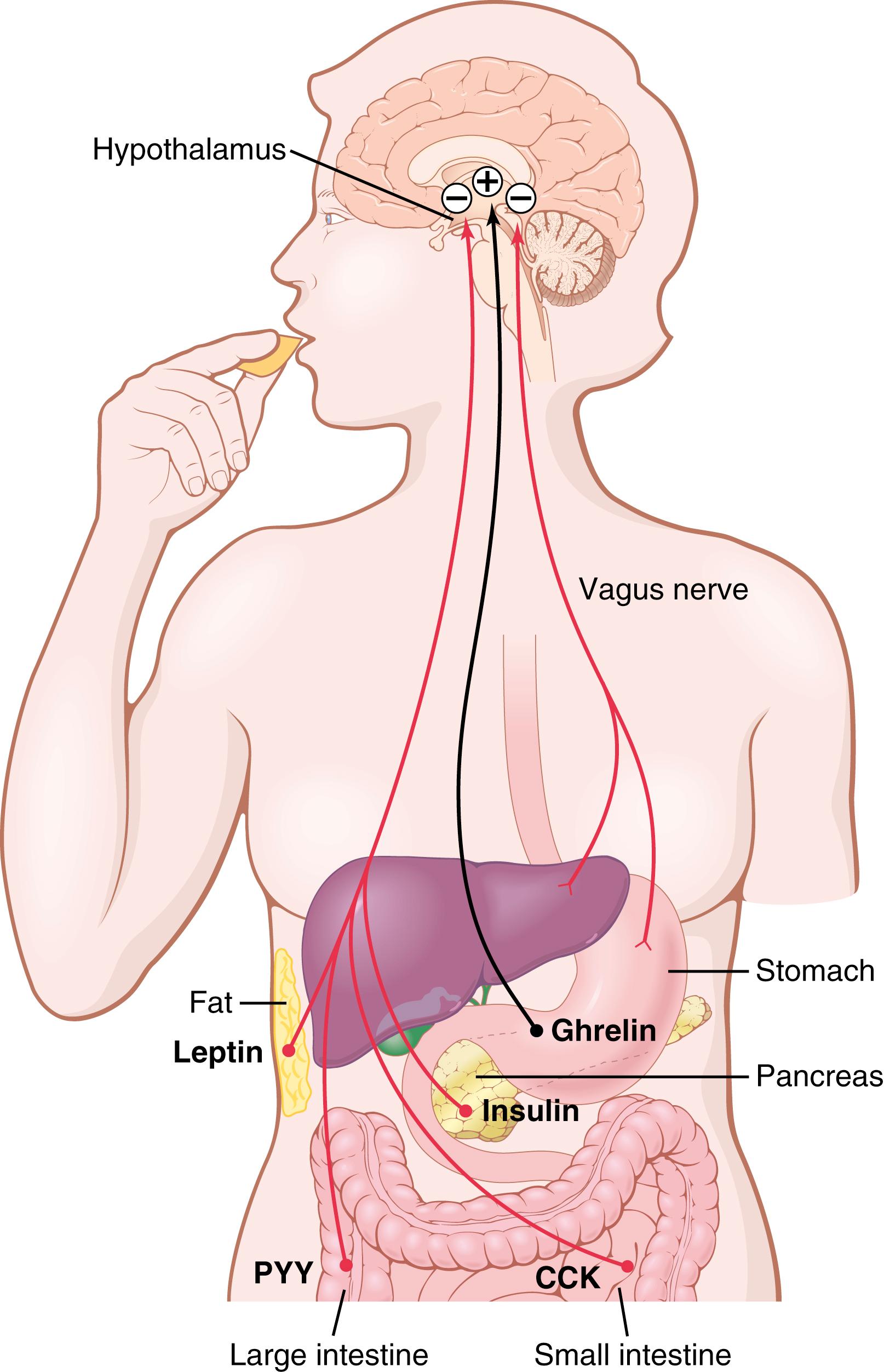 Figure 72-1., Feedback mechanisms for control of food intake. Stretch receptors in the stomach activate sensory afferent pathways in the vagus nerve and inhibit food intake. Peptide YY (PYY), cholecystokinin (CCK), and insulin are gastrointestinal hormones that are released by the ingestion of food and suppress further feeding. Ghrelin is released by the stomach, especially during fasting, and stimulates appetite. Leptin is a hormone produced in increasing amounts by fat cells as they increase in size. It inhibits food intake.