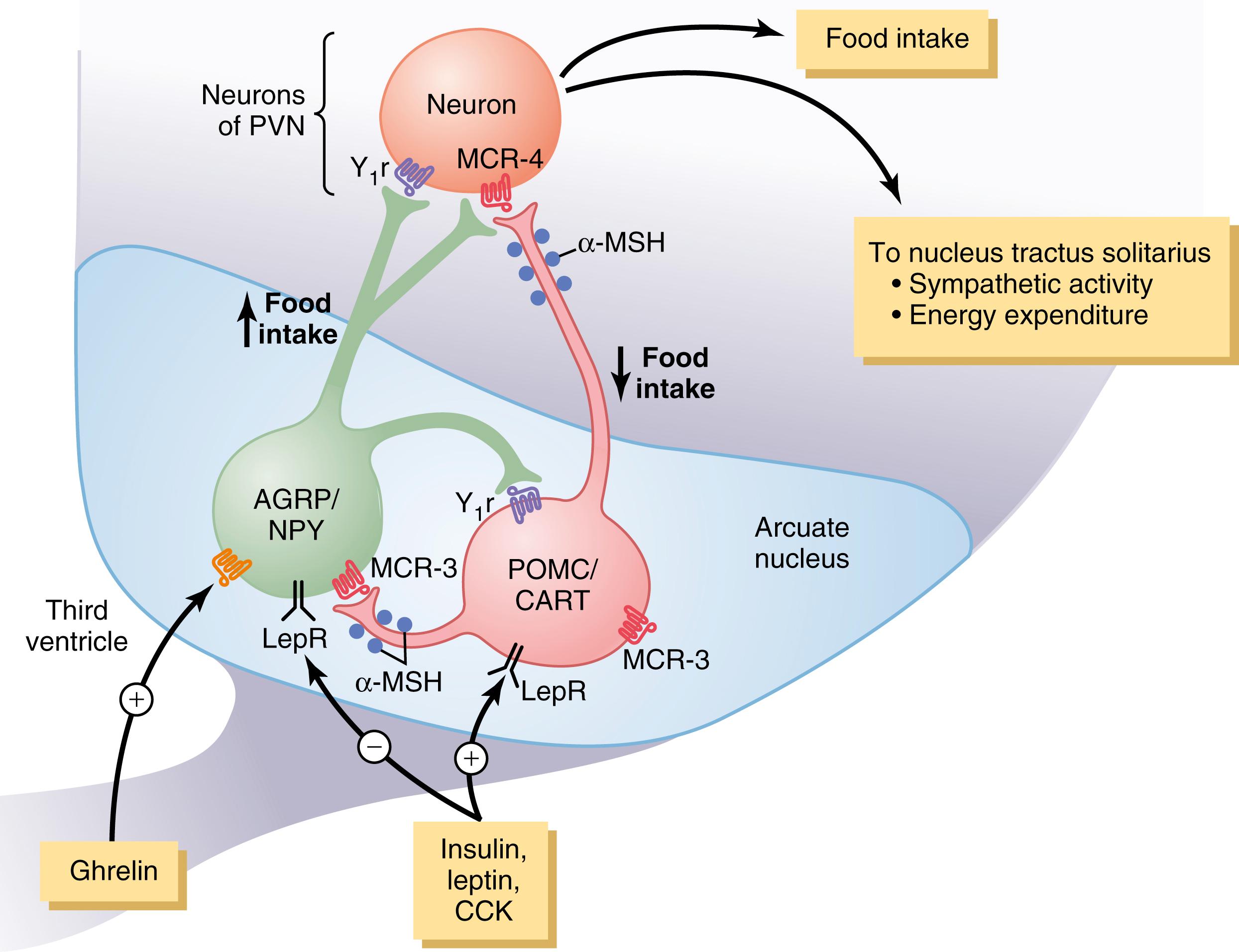 Figure 72-2., Control of energy balance by two types of neurons of the arcuate nuclei: (1) pro-opiomelanocortin (POMC) neurons that release α–melanocyte-stimulating hormone (α-MSH) and cocaine- and amphetamine-regulated transcript (CART), decreasing food intake and increasing energy expenditure; and (2) neurons that produce agouti-related protein (AGRP) and neuropeptide Y (NPY), increasing food intake and reducing energy expenditure. α-MSH released by POMC neurons stimulates melanocortin receptors (MCR-3 and MCR-4) in the paraventricular nuclei (PVN), which then activate neuronal pathways that project to the nucleus tractus solitarius and increase sympathetic activity and energy expenditure. AGRP acts as an antagonist of MCR-4. Insulin, leptin, and cholecystokinin (CCK) are hormones that inhibit AGRP-NPY neurons and stimulate adjacent POMC-CART neurons, thereby reducing food intake. Ghrelin, a hormone secreted from the stomach, activates AGRP-NPY neurons and stimulates food intake. LepR, Leptin receptor; Y 1 r, neuropeptide Y 1 receptor.