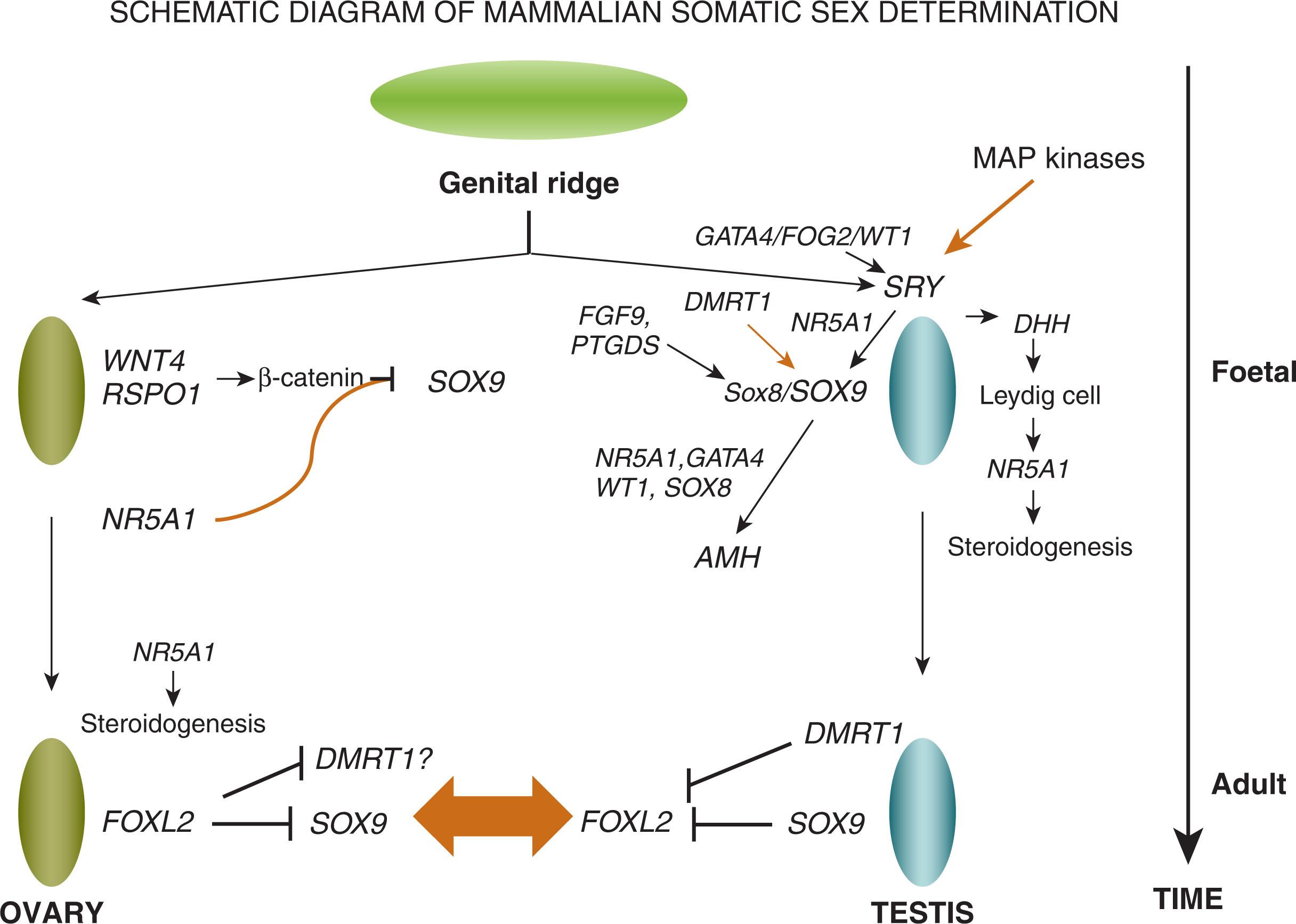 Fig. 85.1, Testicular and Ovarian Development Pathways.