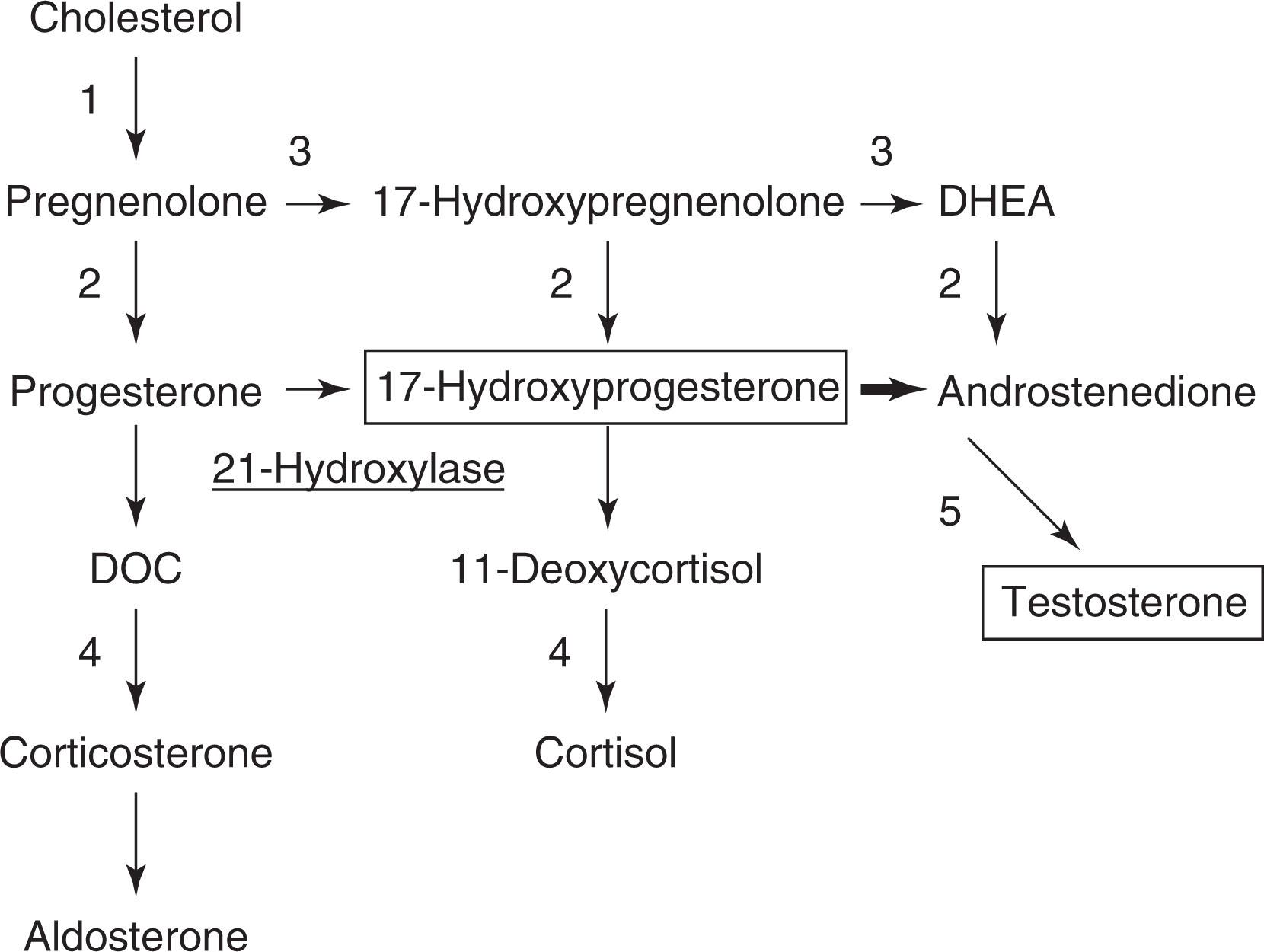 Fig. 85.13, Steroid biosynthetic pathway demonstrating the defect in 21-hydroxylase deficiency (solid bars) and accumulated precursor 17-hydroxyprogesterone. Note the increased shunting into androgen-producing pathways. Steroidogenic enzymes are indicated as follows: ( 1 ) steroidogenic acute regulatory protein and side chain cleavage, ( 2 ) 3β-hydroxysteroid dehydrogenase, ( 3 ) 17α-hydroxylase/17,20-lyase, ( 4 ) 11β-hydroxylase, and ( 5 ) 17β-hydroxysteroid dehydrogenase. DHEA , Dehydroxyepiandrosterone; DOC , deoxycorticosterone.