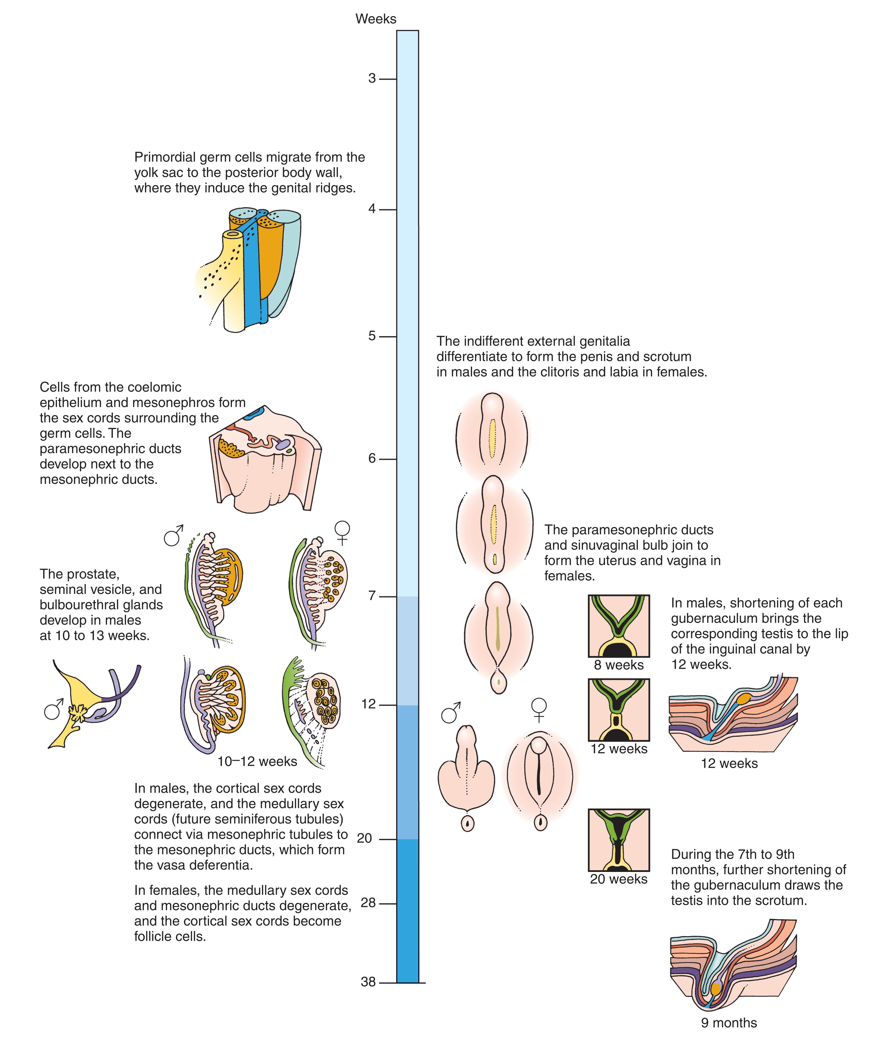 Fig. 85.2, Embryologic timeline for gonadal development and development of internal and external genitalia.