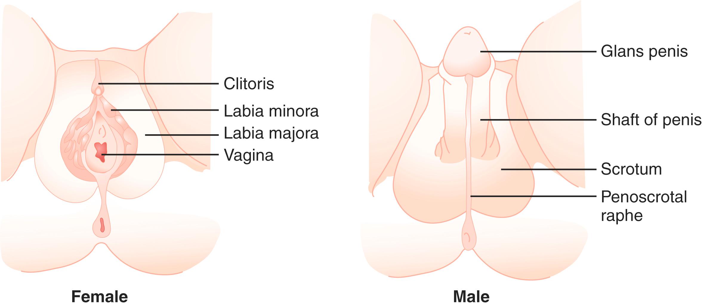 Fig. 17.4, External genital development demonstrating homologies and common anlagen in the male and female.